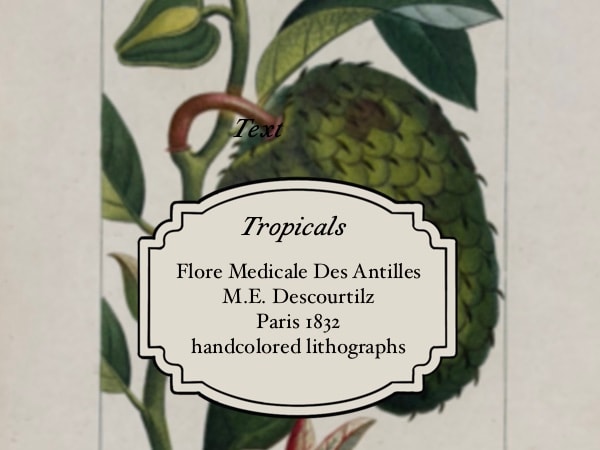 M.E. Descourtilz