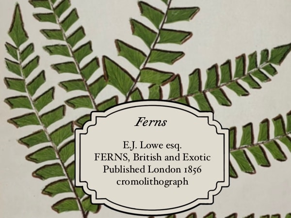 Lowe's Ferns