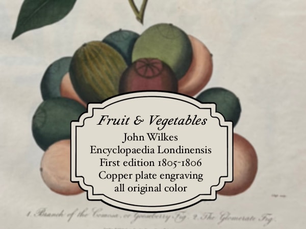 John Wilkes — Fruit and Vegetables