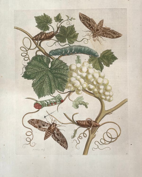 Plate No. 47 — Green Grapes