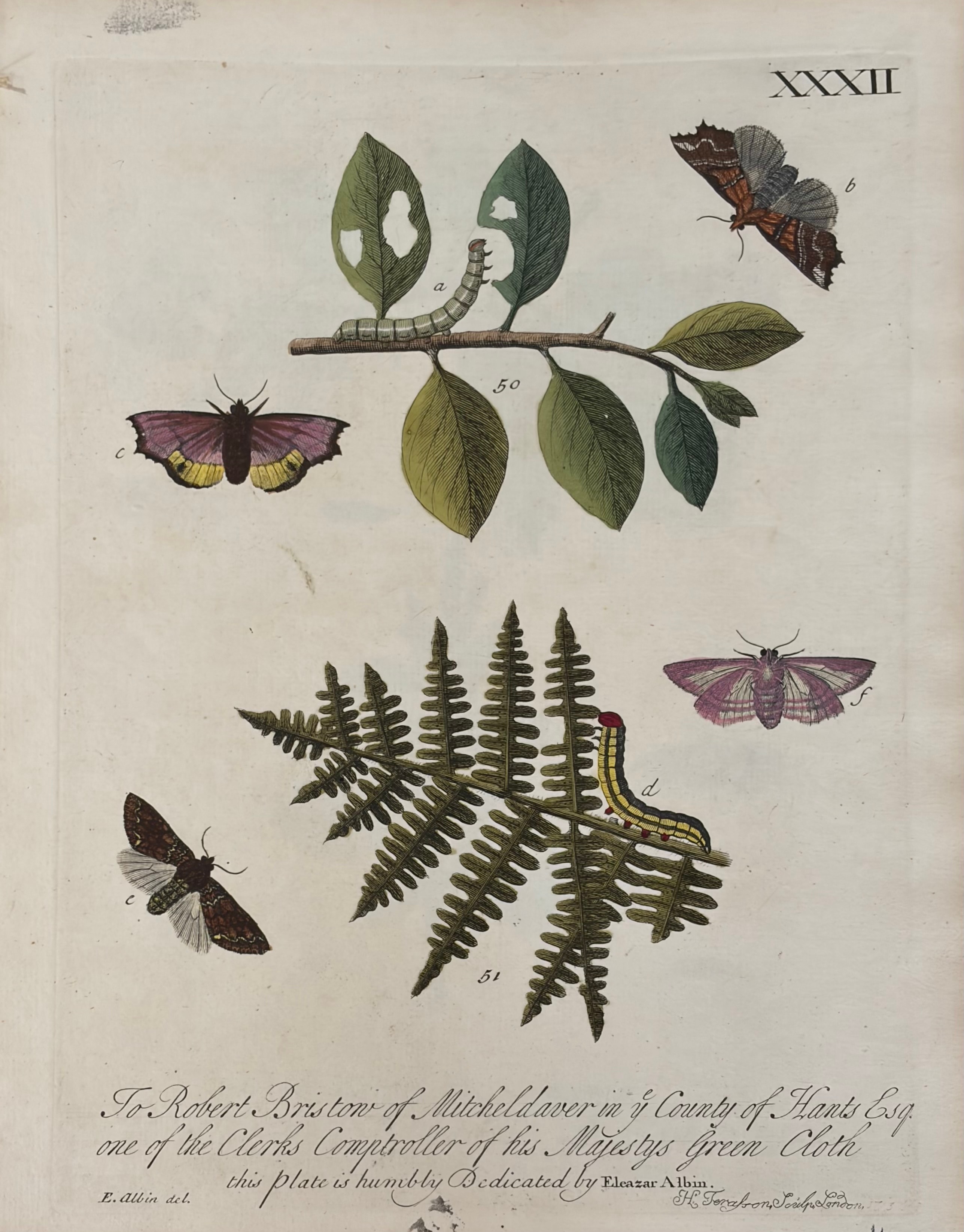 Plate XXXII — Caterpillars & Moths on Leafy Branch and Fern, Dedicated to Robert Bristow