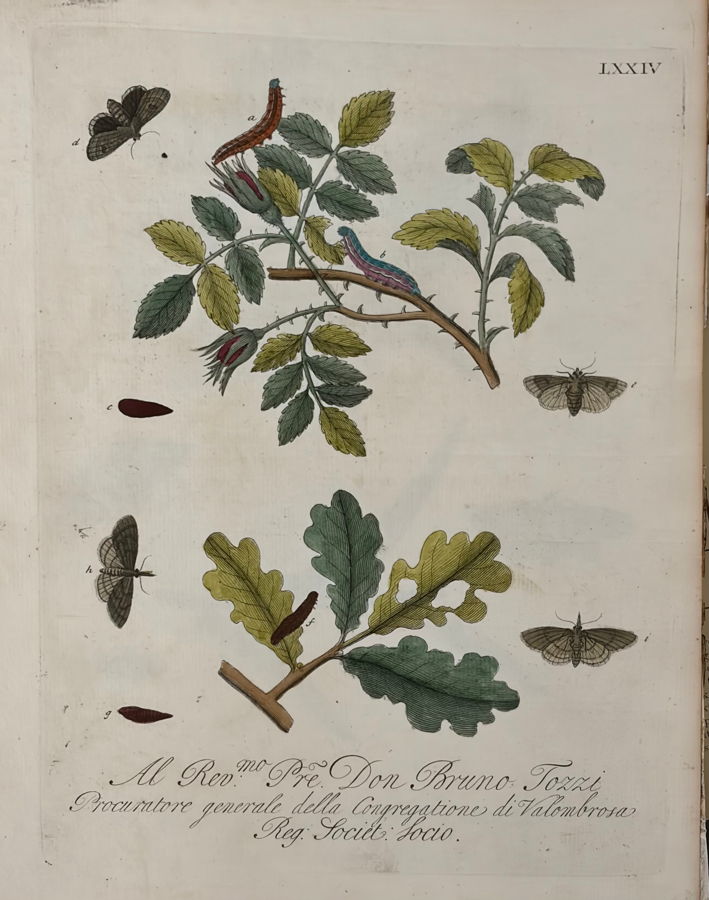 Plate LXXIV — Moths & Caterpillars on Rose and Oak, Dedicated to Don Bruno Tozzi