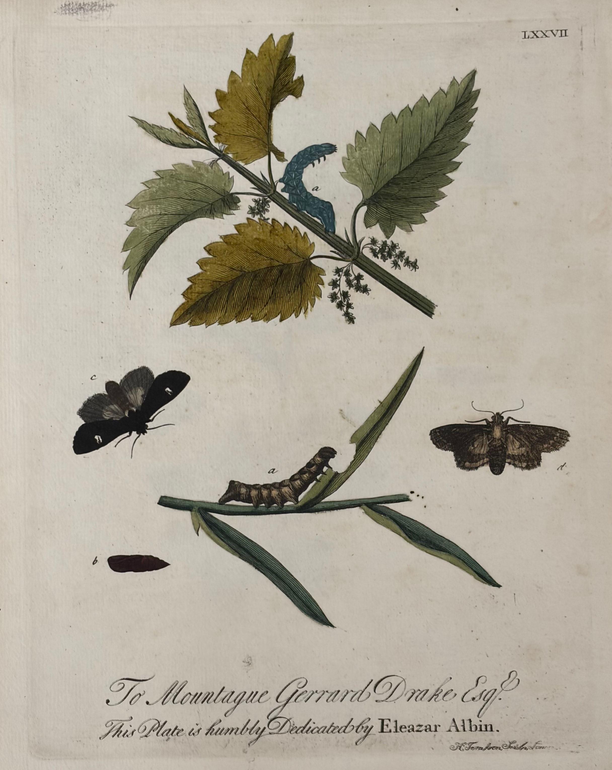 Plate LXXVII — Moths & Caterpillar on Nettle and Grass, Dedicated to Mountague Gerrard Drake