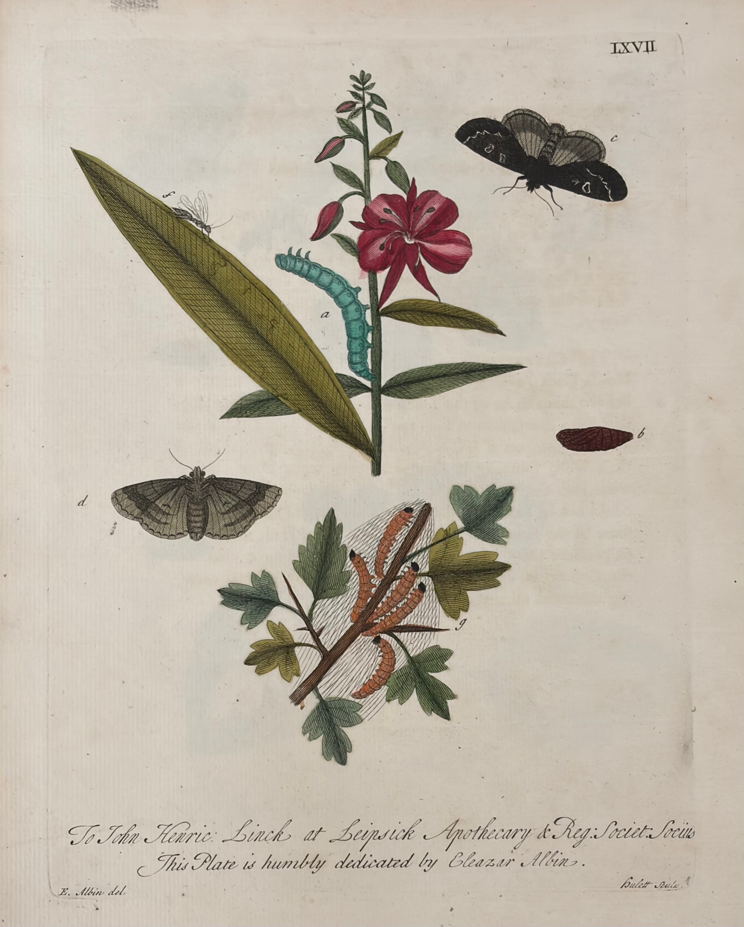 Plate LXVII — Moths & Caterpillars on Willow Herb, Dedicated to John Henric Linck