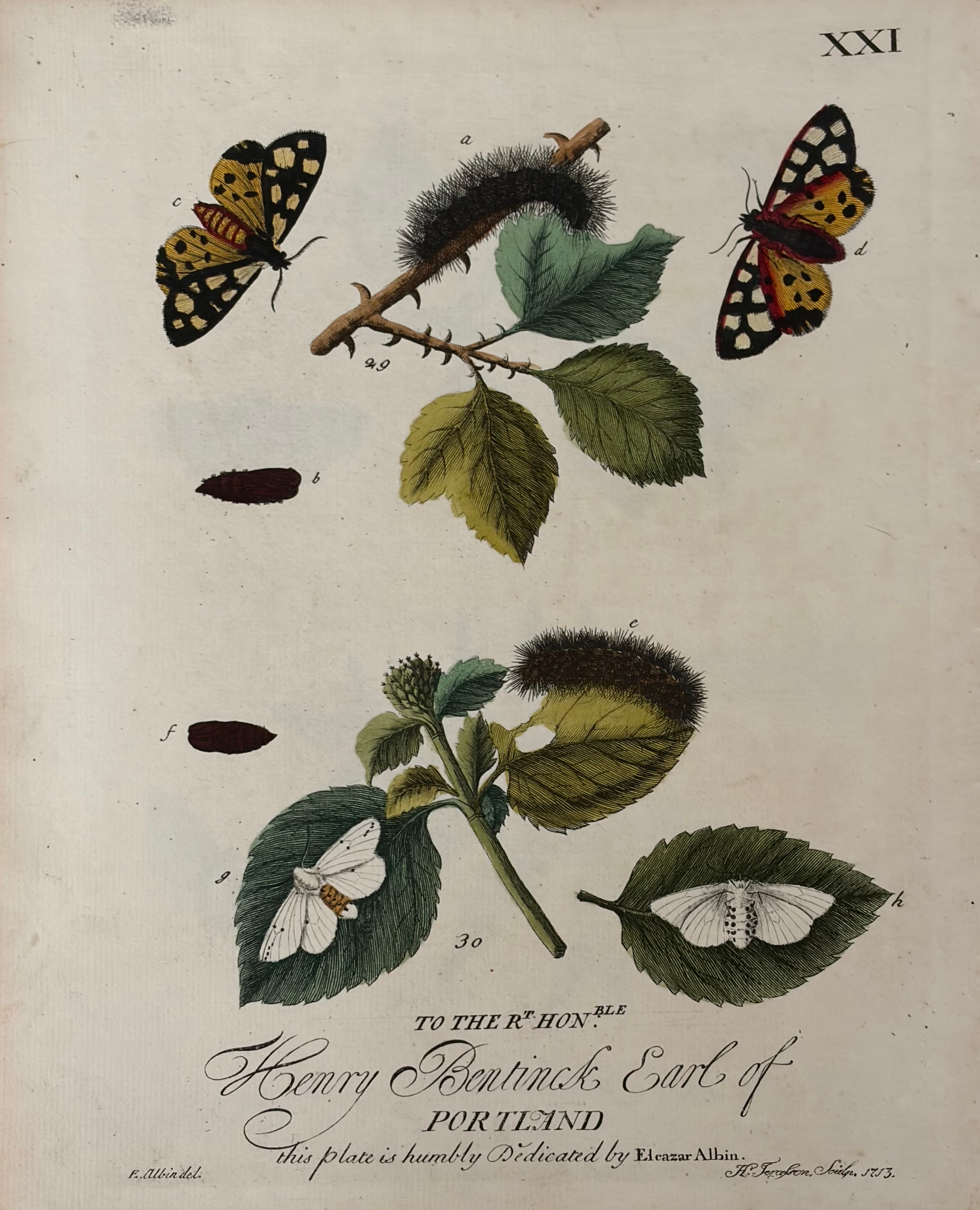 Plate XXI — Butterflies & Caterpillars on Birch, Dedicated to Henry Bentinck Earl of Portland