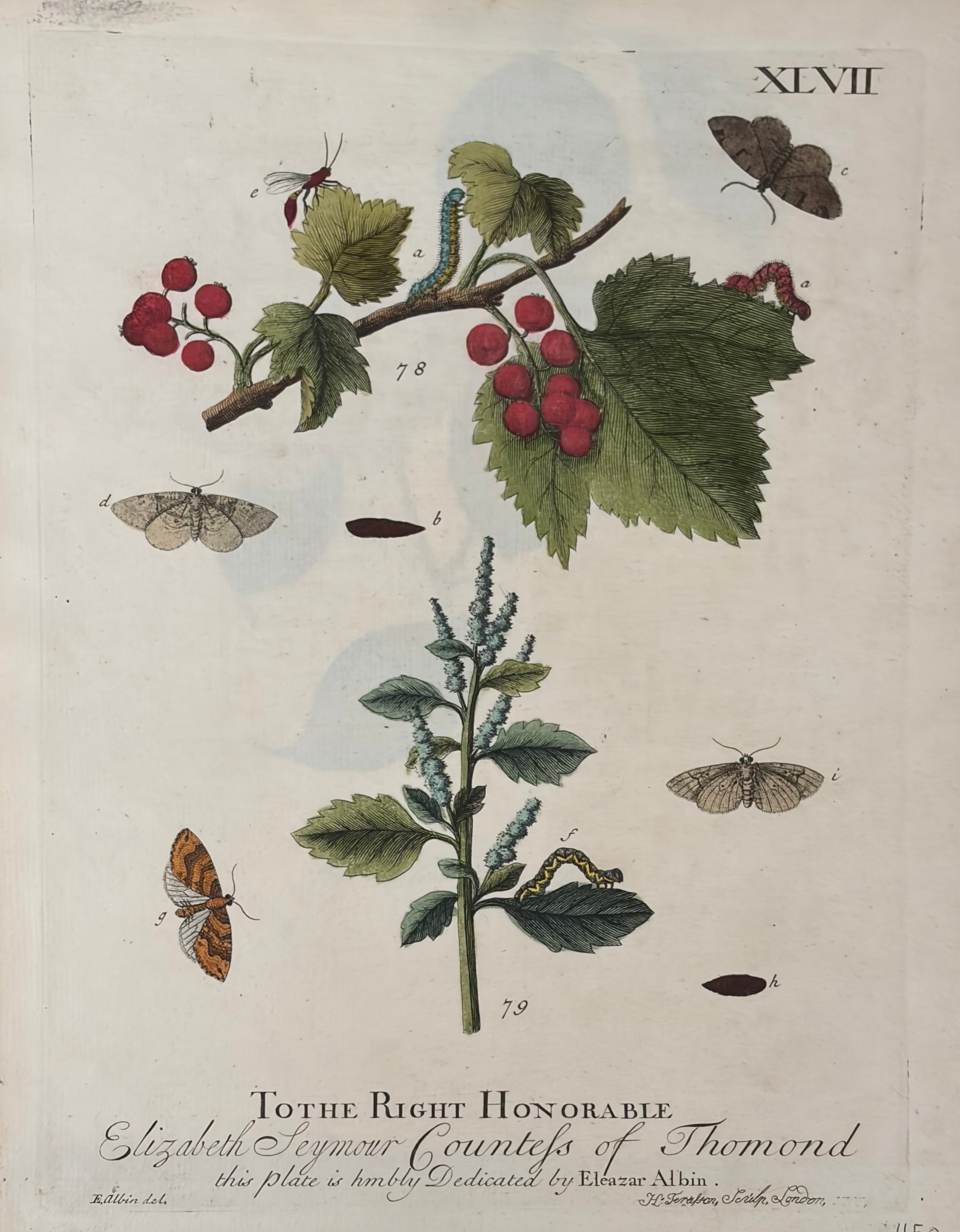 Plate XLVII — Moths & Caterpillars on Currant and Mint, Dedicated to Elizabeth Seymour Countess of Thomond