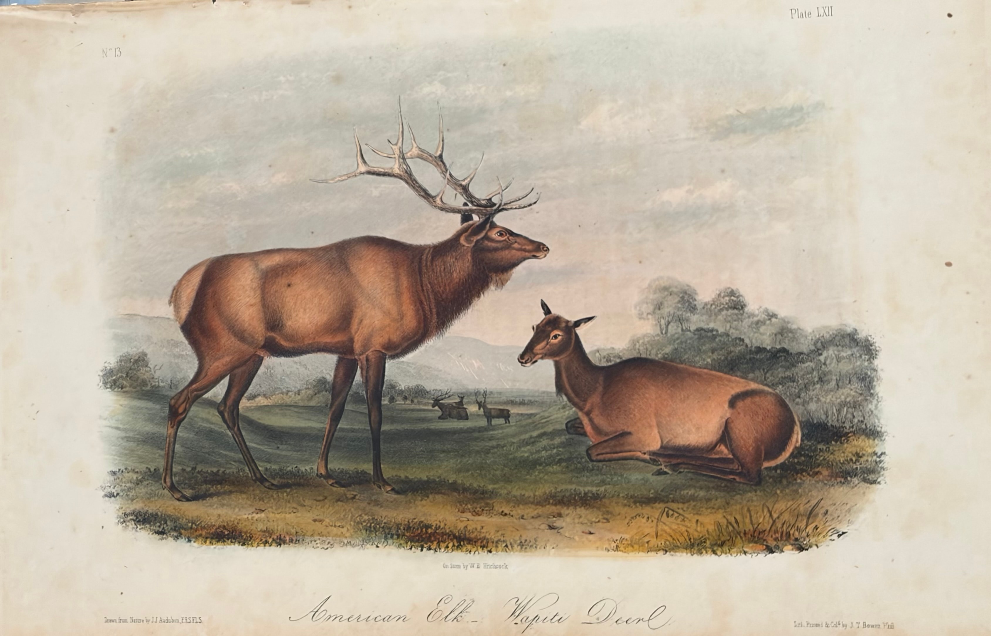 Plate LXII: American Elk — Wapiti Deer