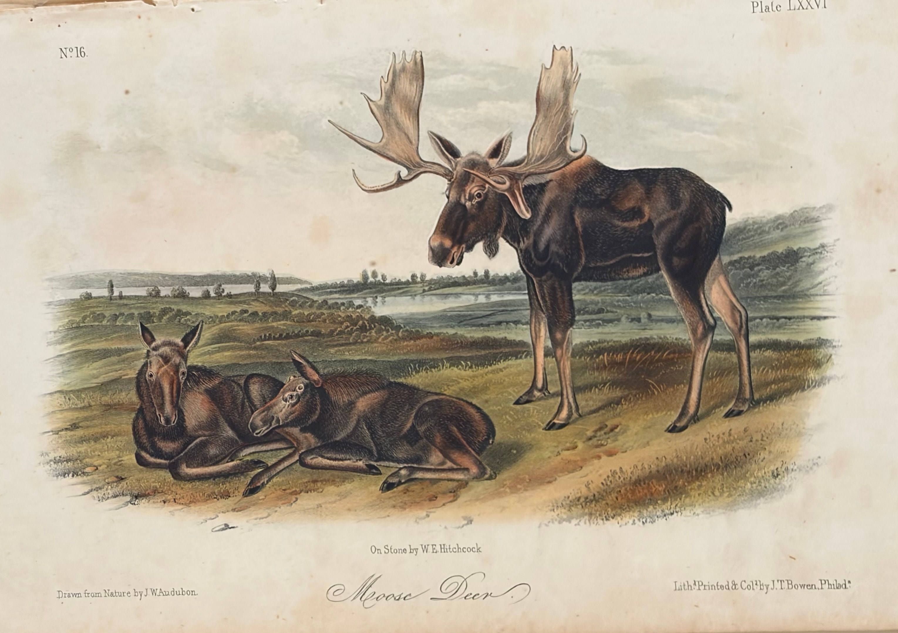 Plate LXXVI: Moose Deer