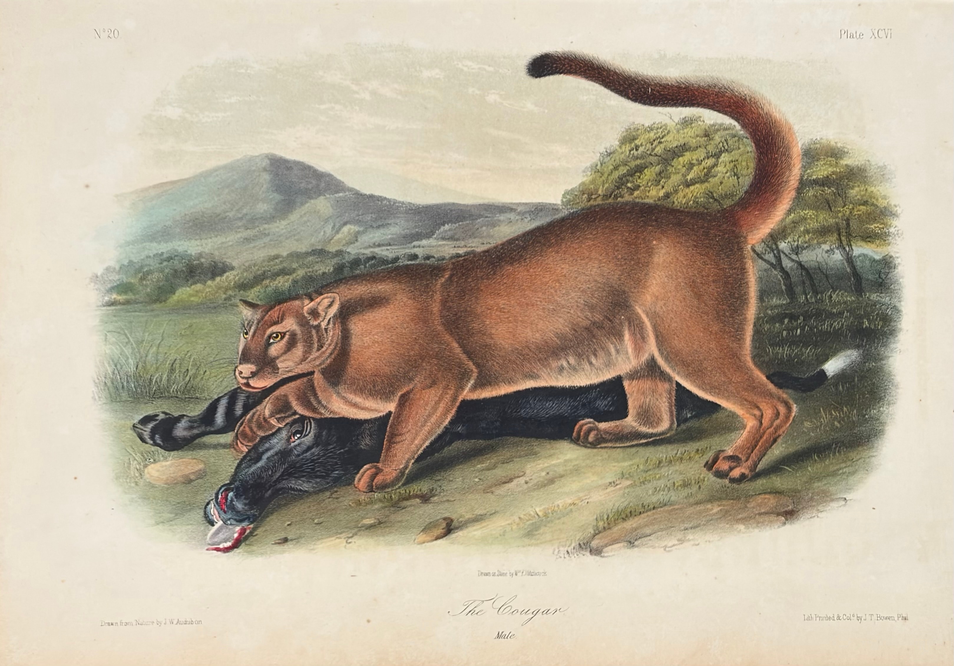 Plate XCVI: The Cougar — Male