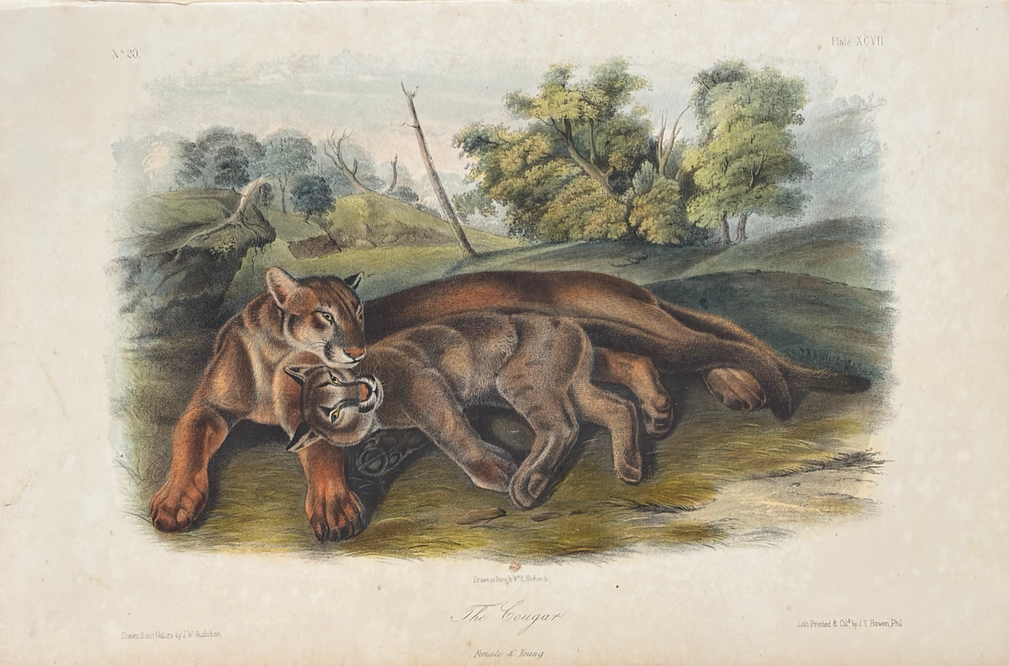 Plate XCVII: The Cougar — Female & Young