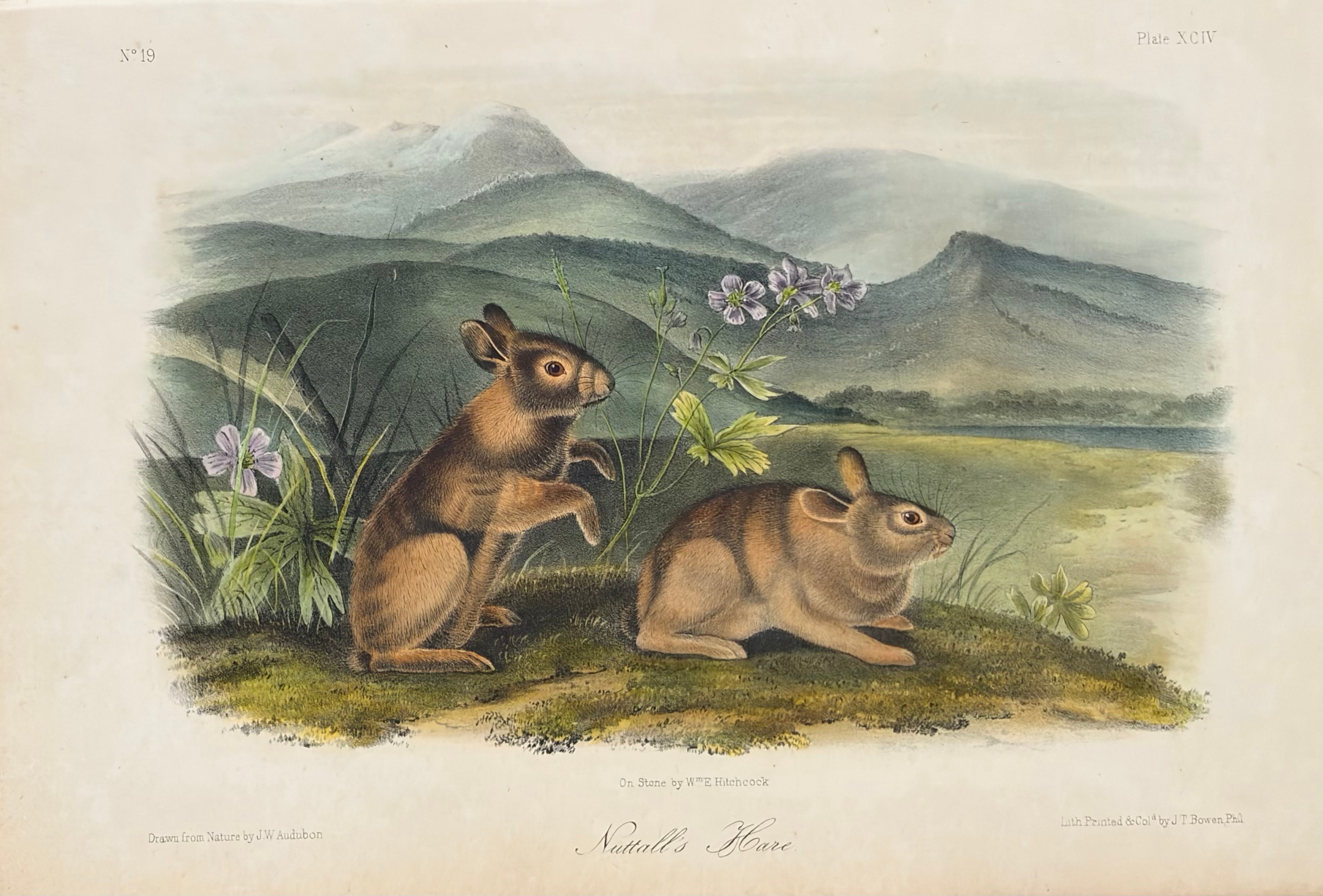 Plate XCIV: Nuttall's Hare