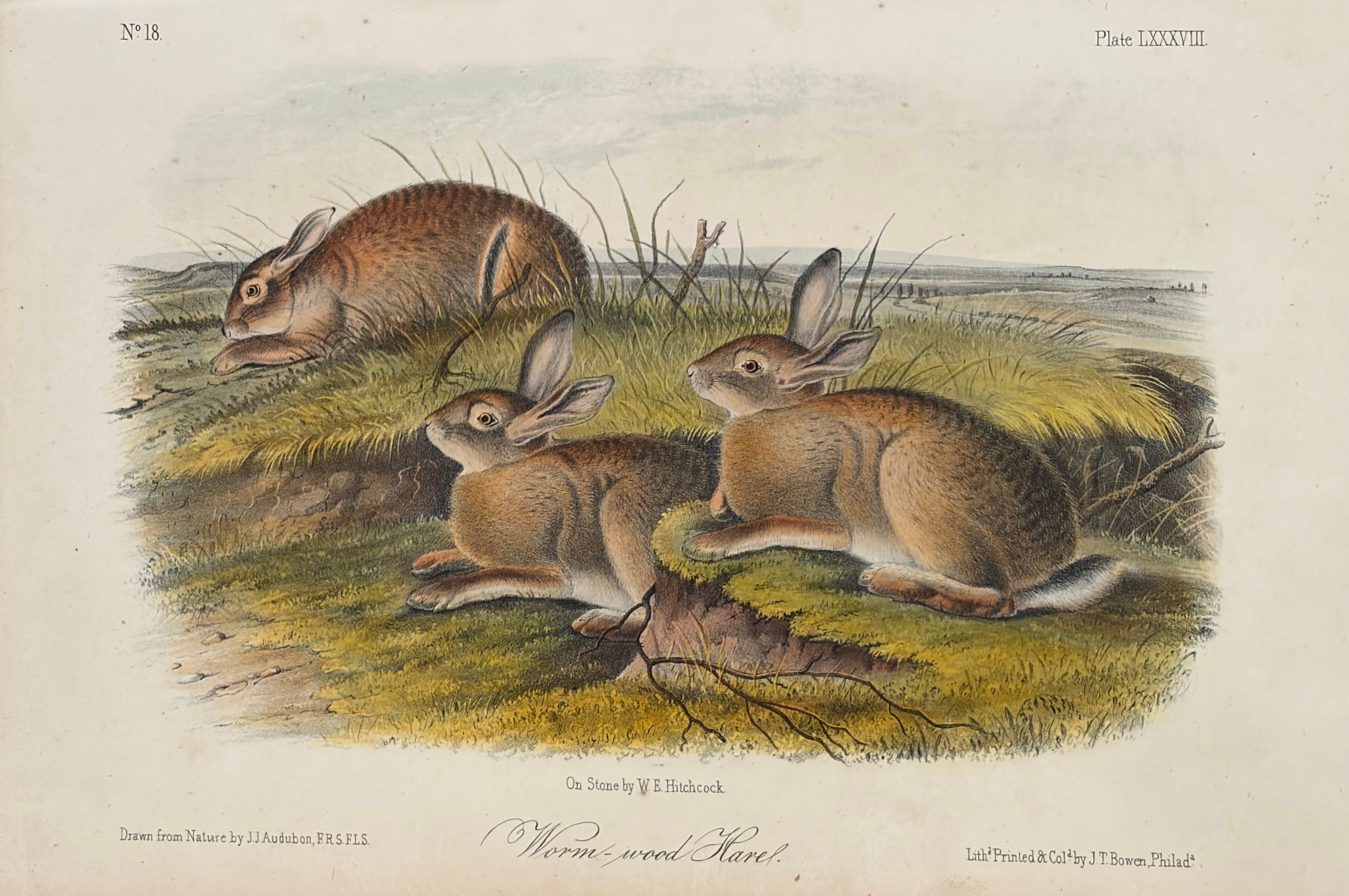 Plate LXXXVIII: Worm-wood Hare