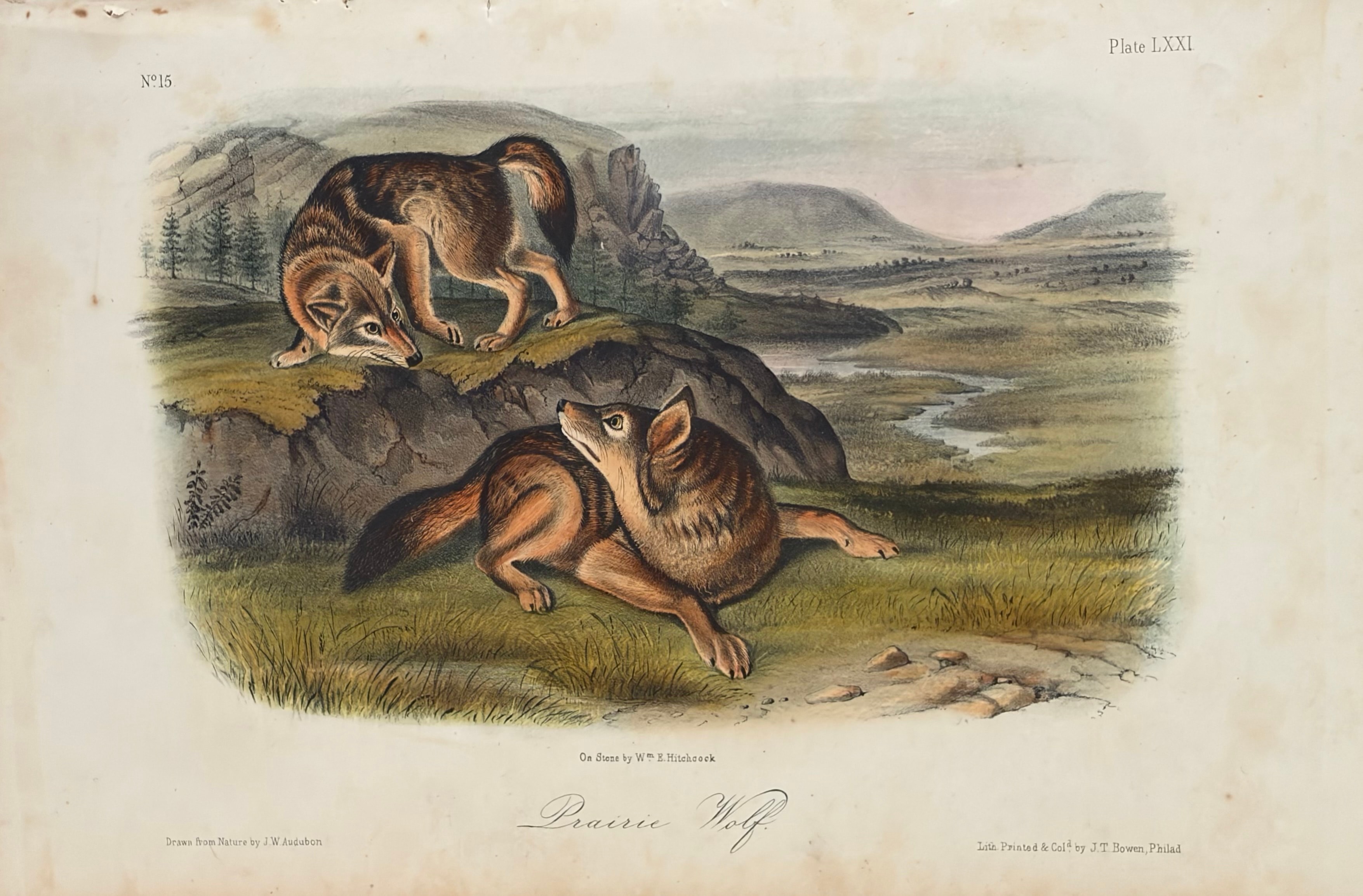 Plate LXXI: Prairie Wolf