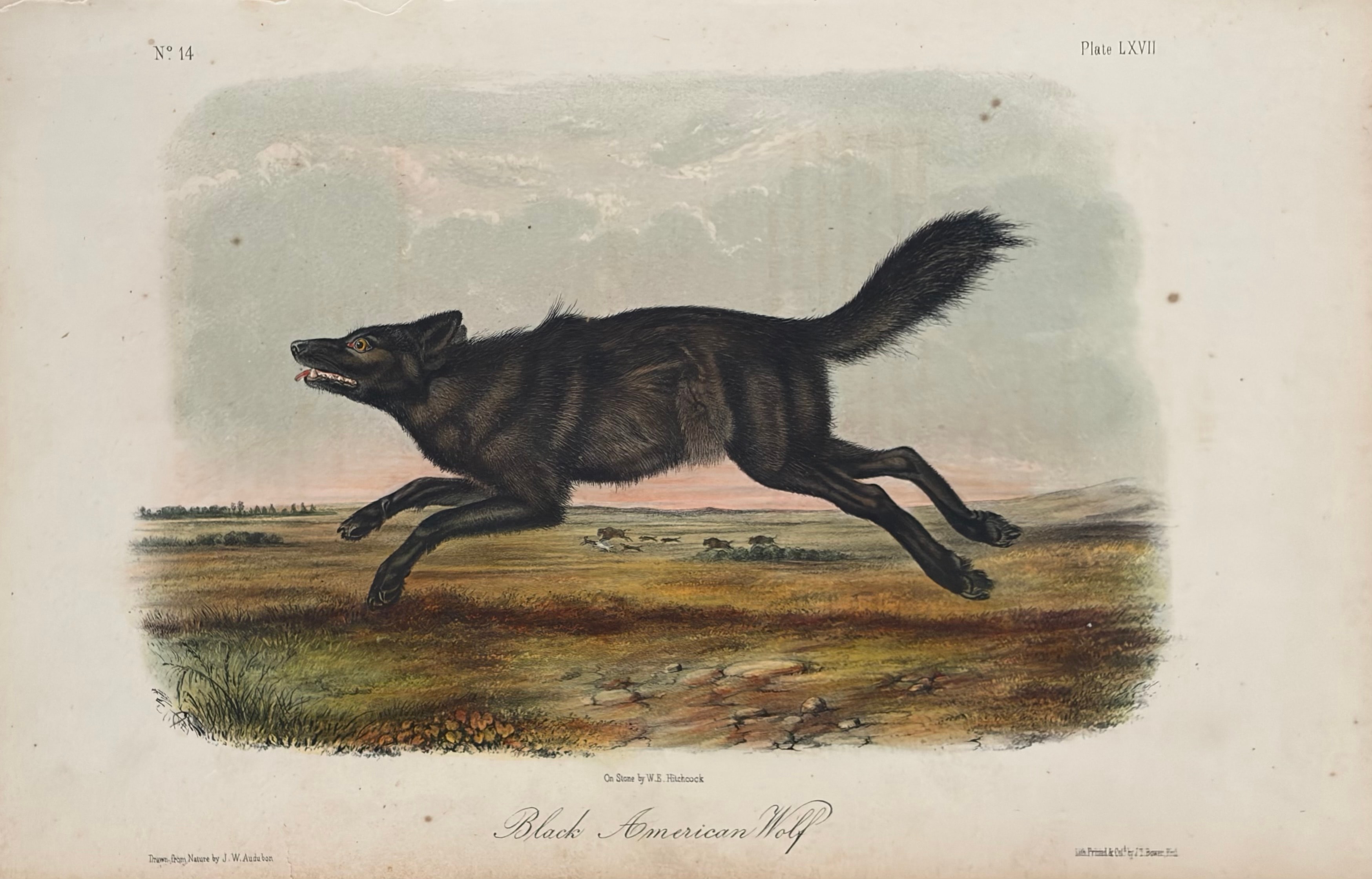 Plate LXVII: Black American Wolf