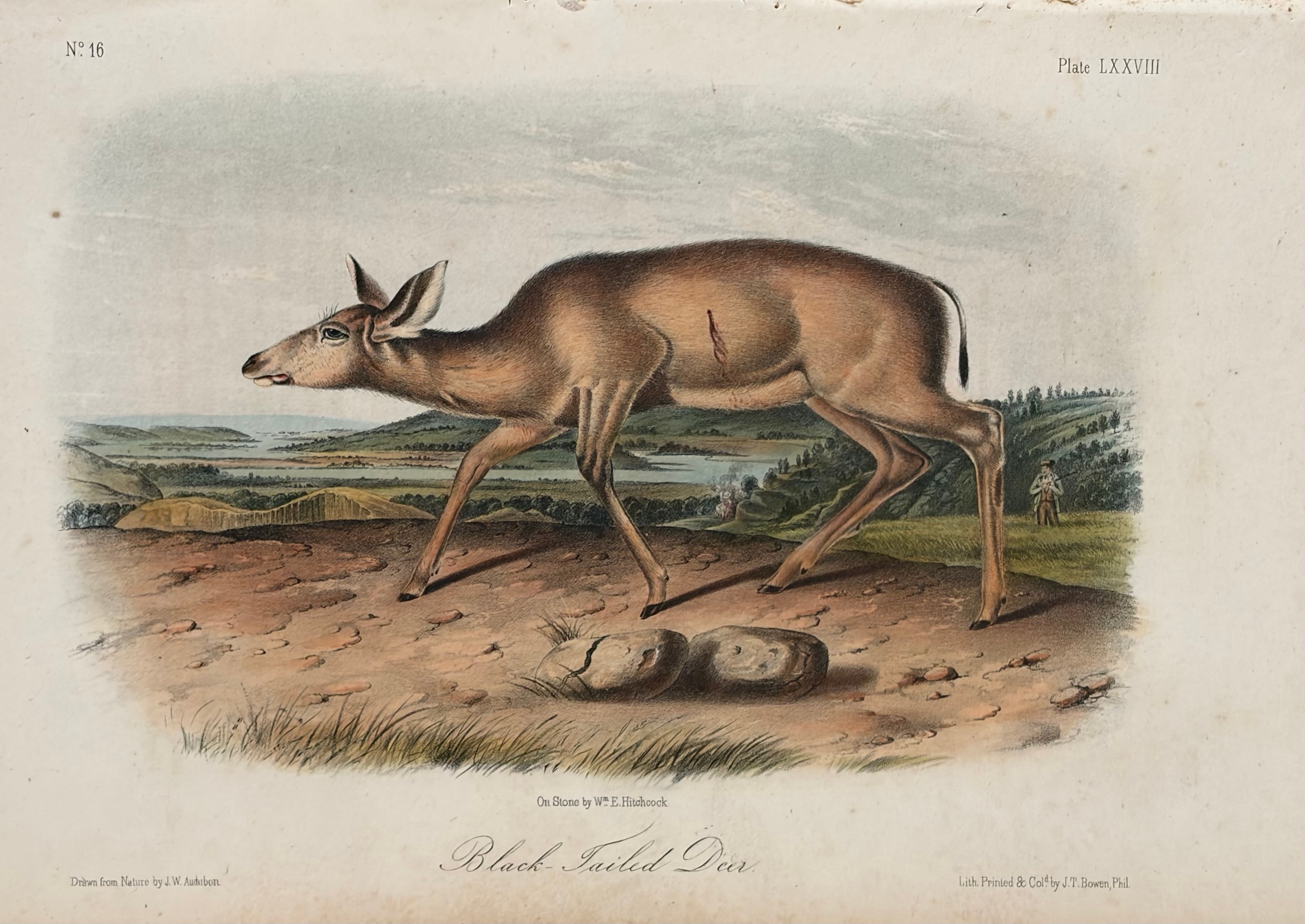 Plate LXXVIII: Black-Tailed Deer