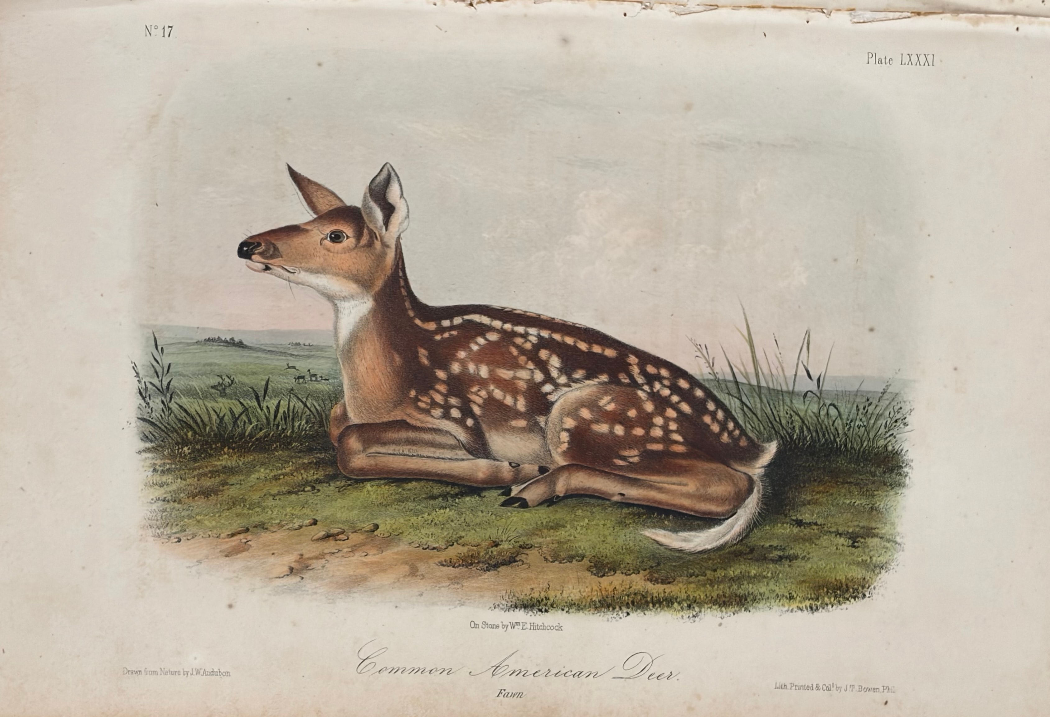 Plate LXXXI: Common American Deer — Fawn