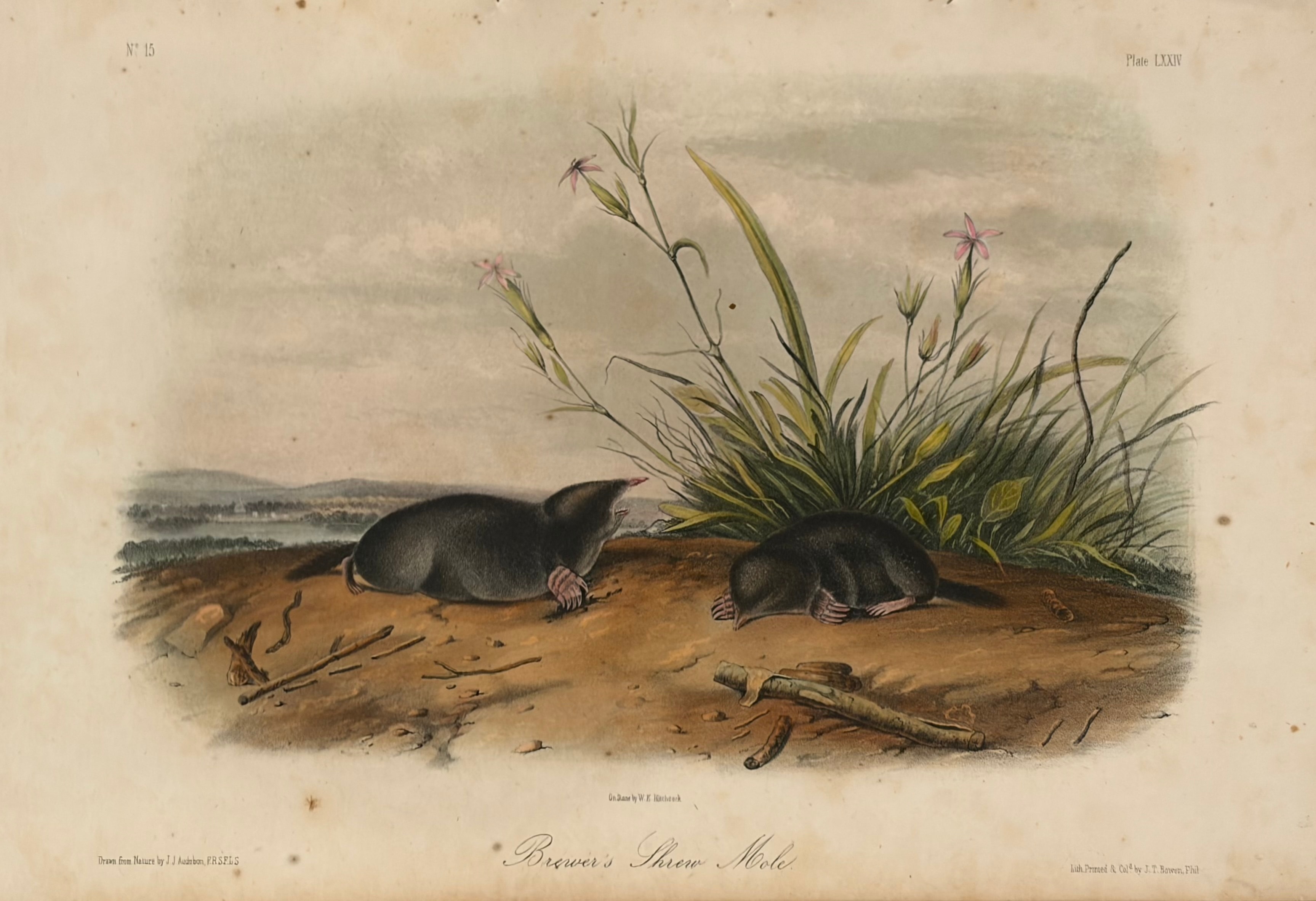 Plate LXXIV — Brewer's Shrew Mole