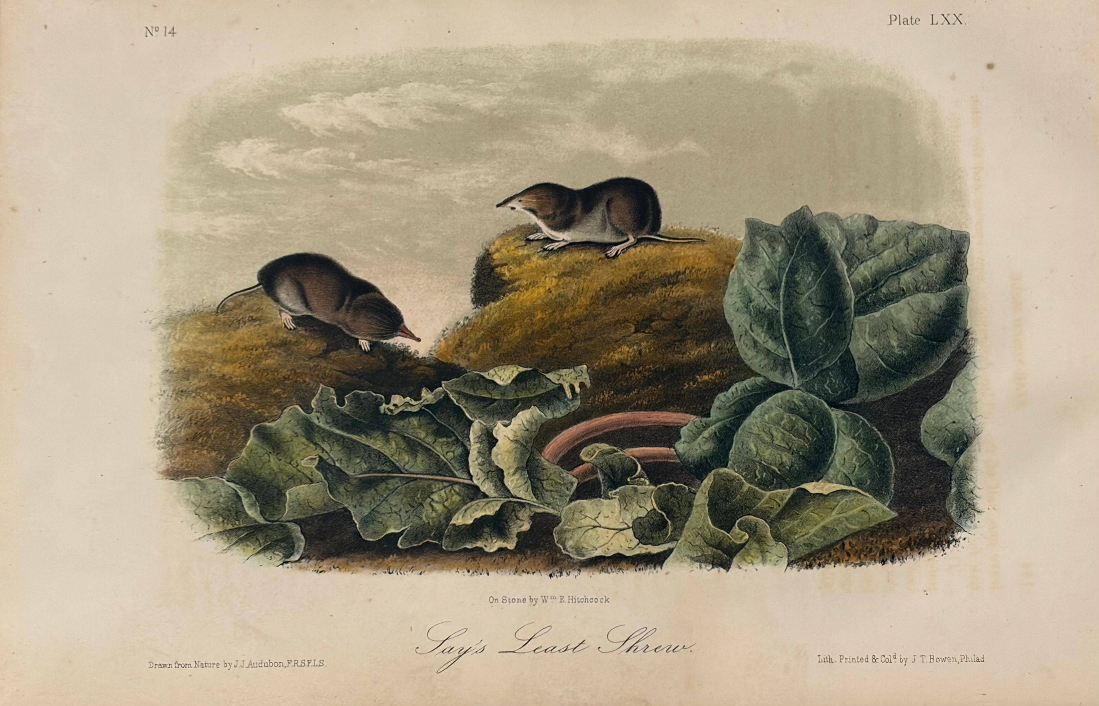 Plate LXX — Say's Least Shrew