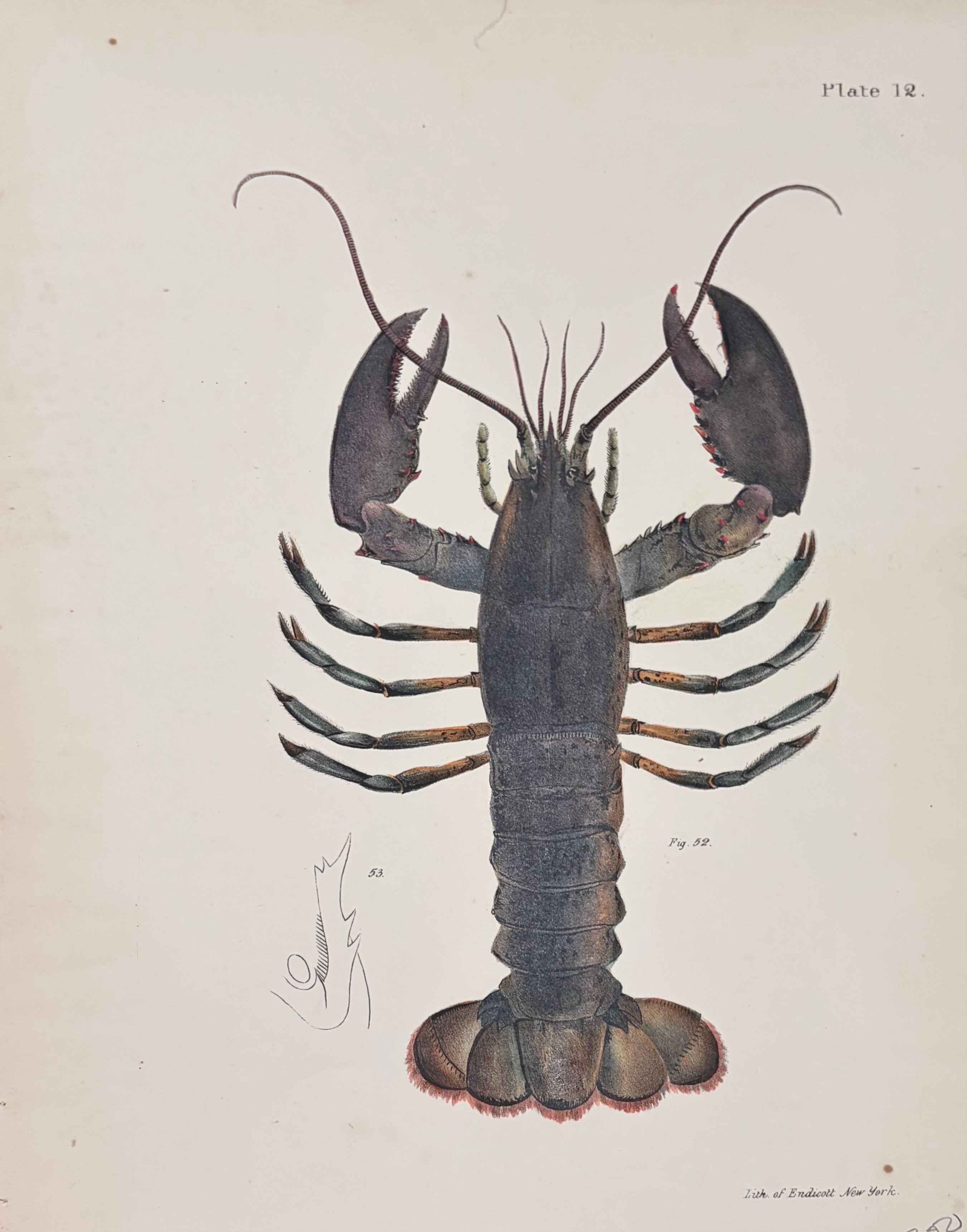 American Lobster — Plate 12