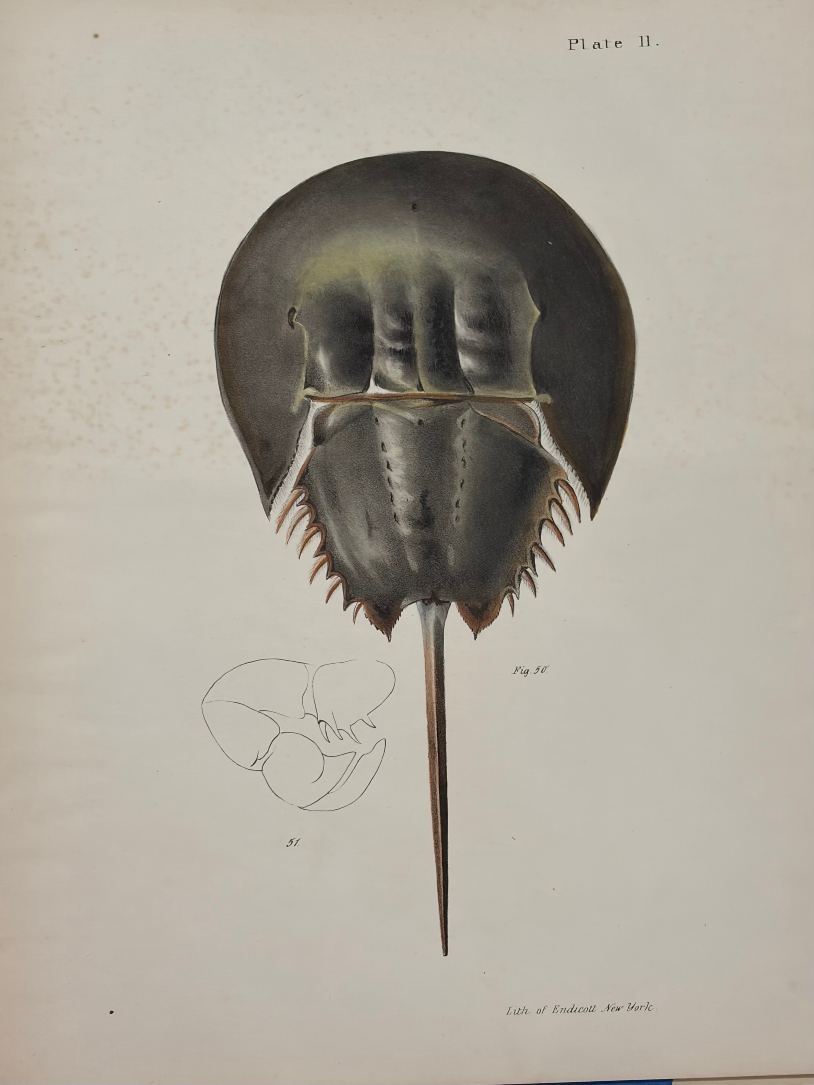 Horseshoe Crab — Plate 11