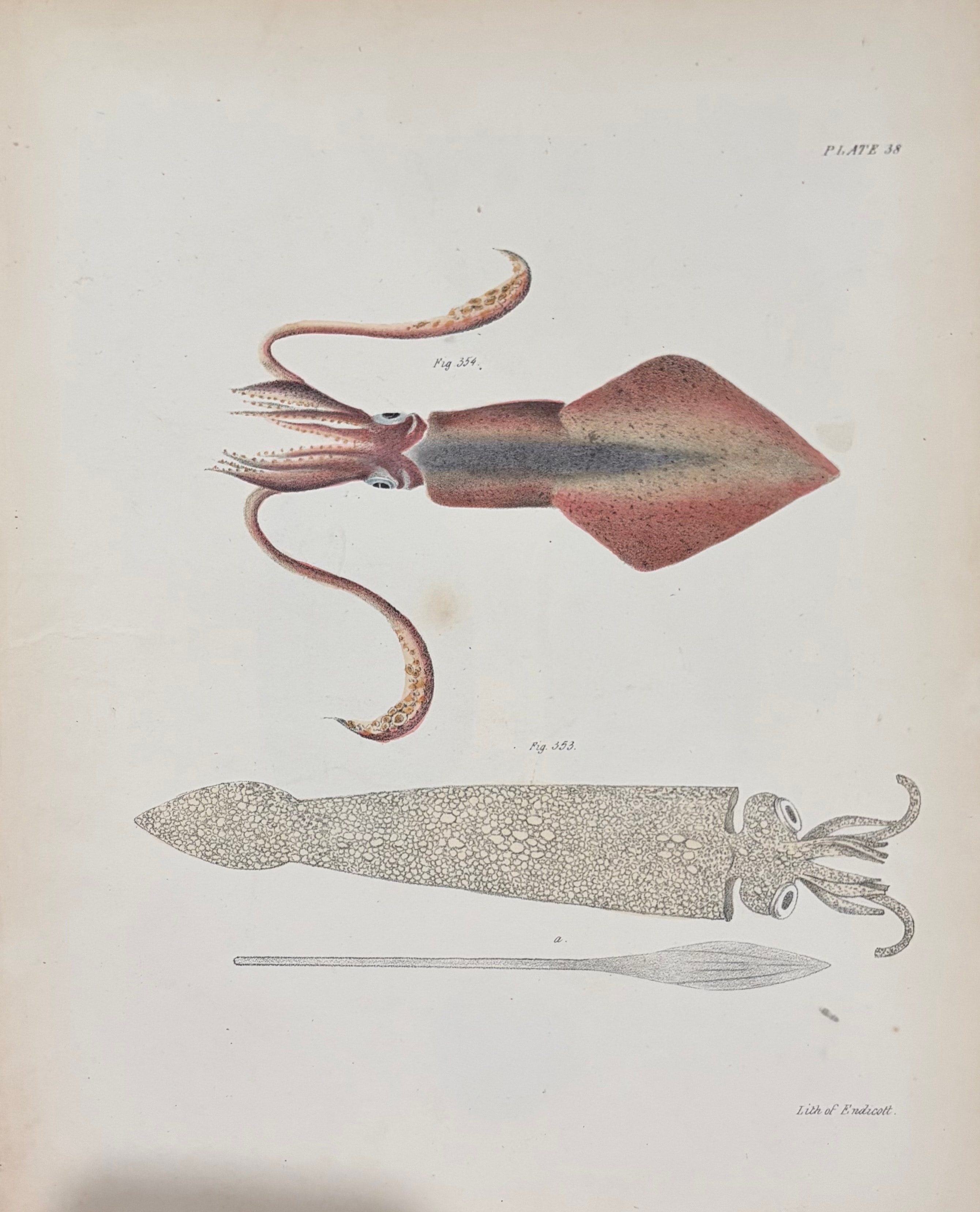 Cephalopods — Plate III