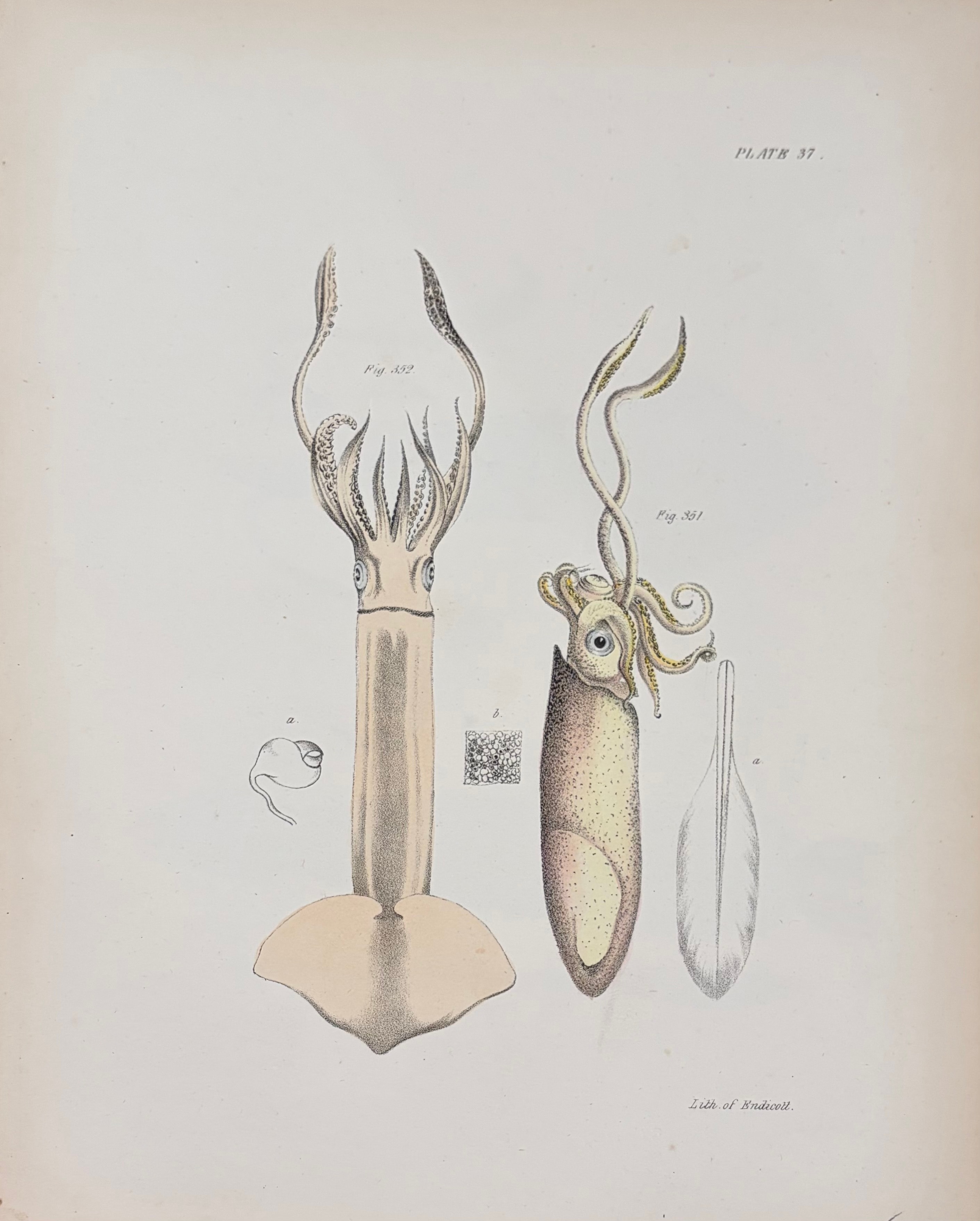 Cephalopods — Plate IV