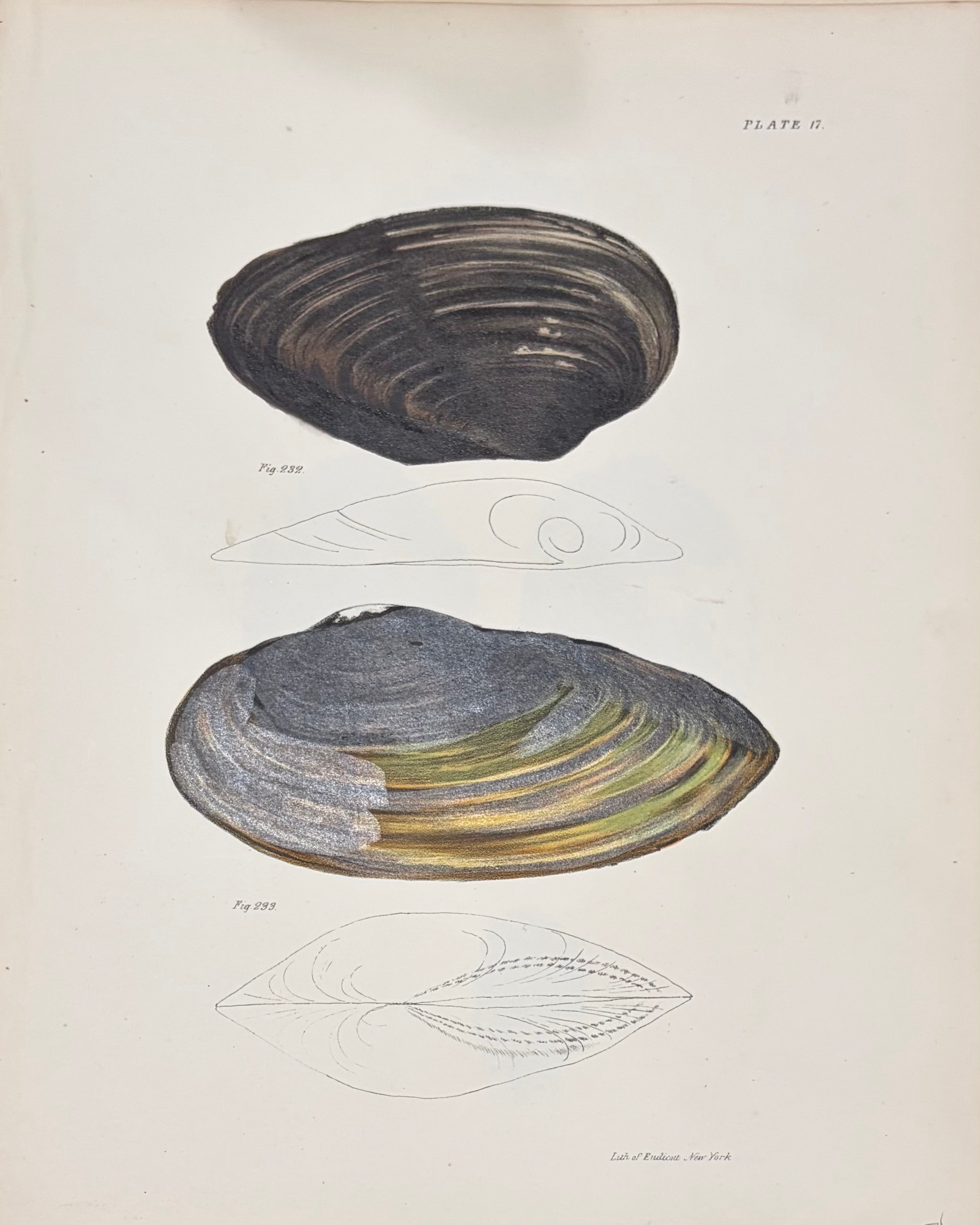 Shells & Marine Invertebrates — Plate V