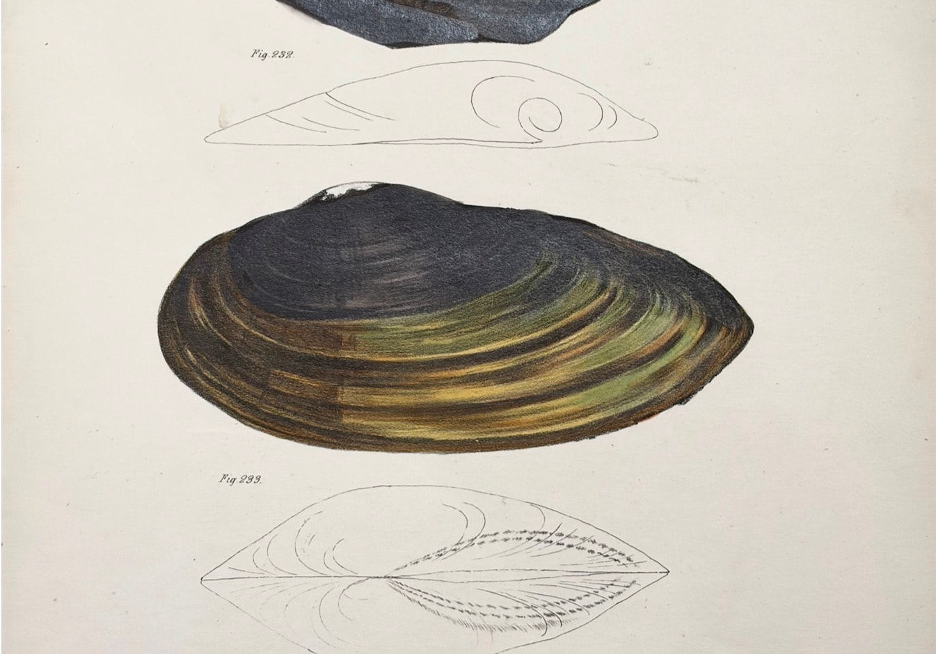 Shells & Marine Invertebrates — Plate VI