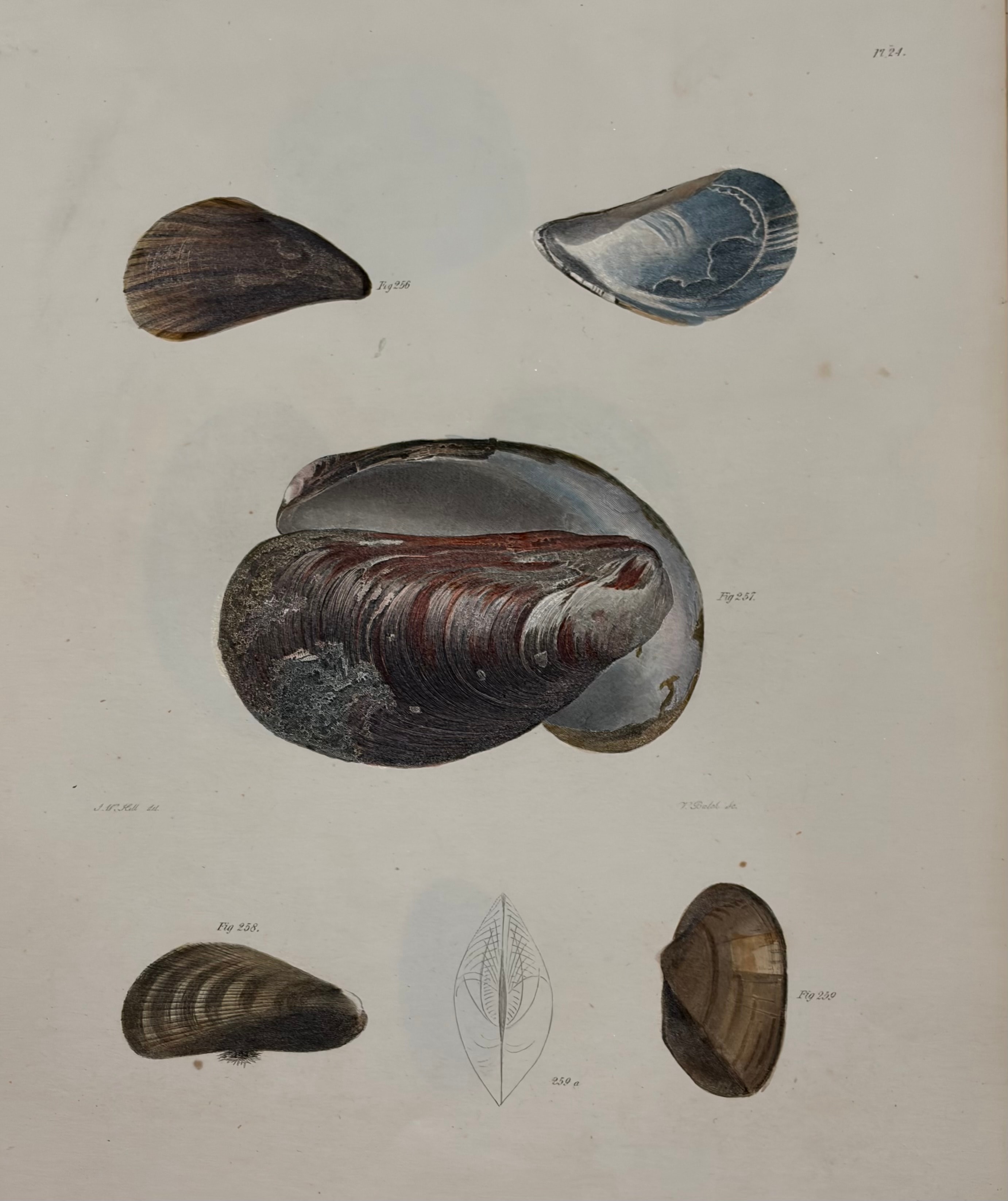Shells & Marine Invertebrates — Plate VII
