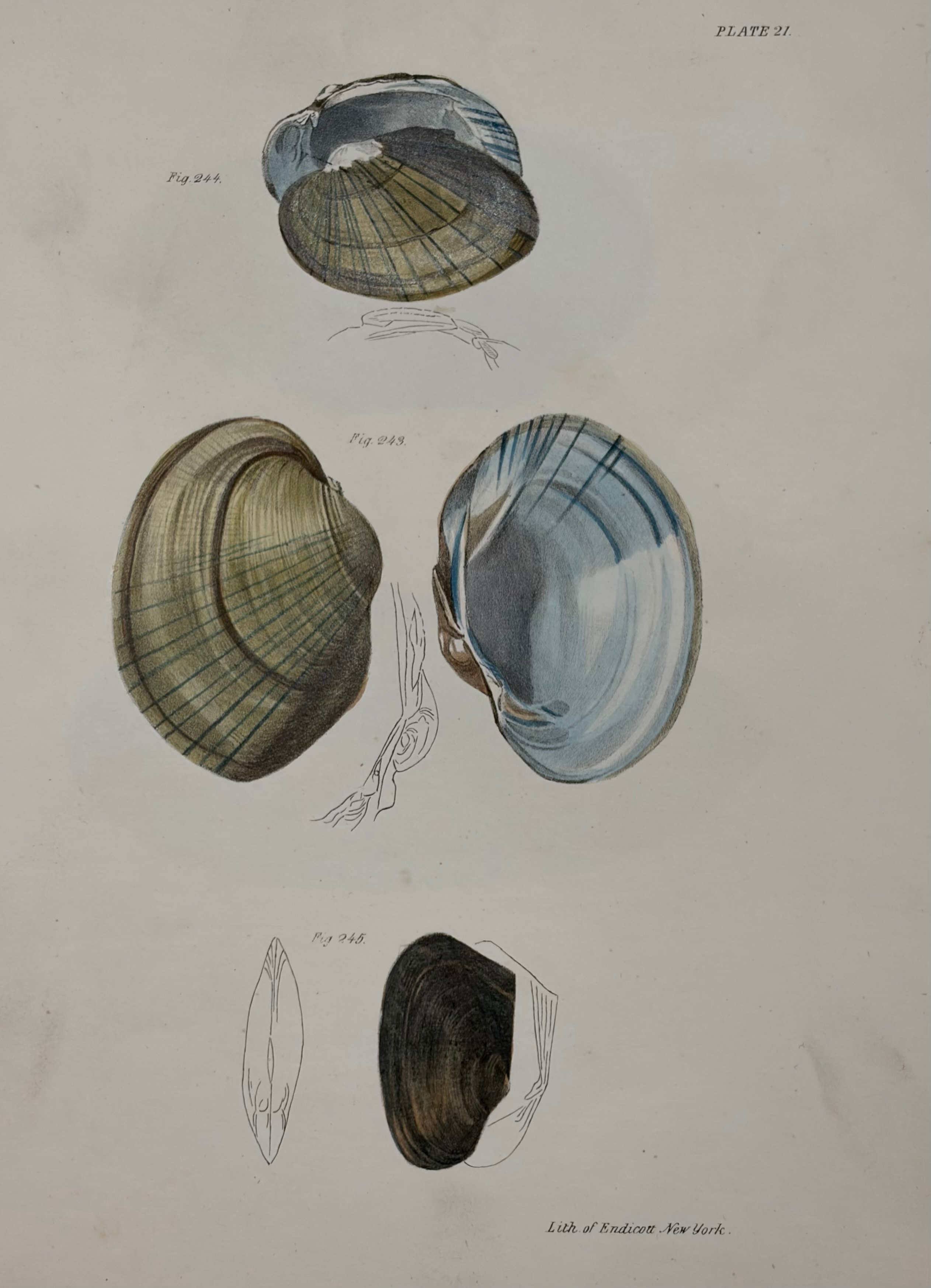 Shells & Marine Invertebrates — Plate VIII