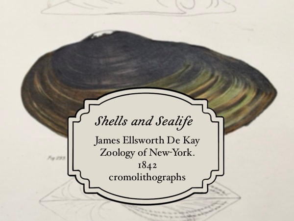 James Ellsworth De Kay