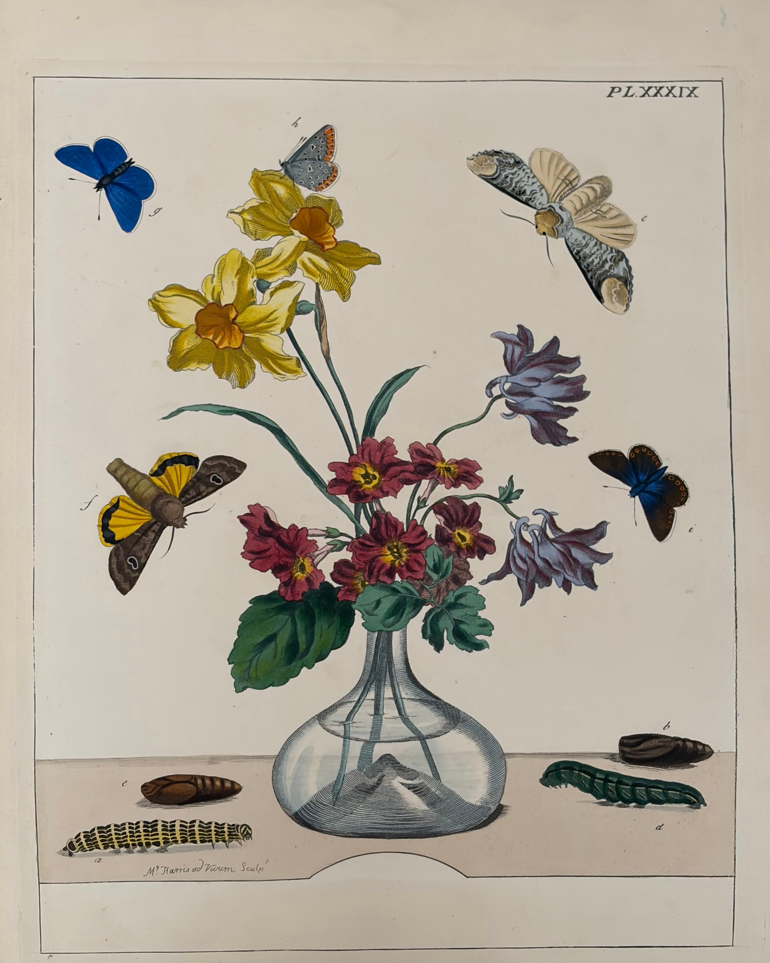 Plate XXXIX — Daffodils, Primroses with Butterflies & Moths
