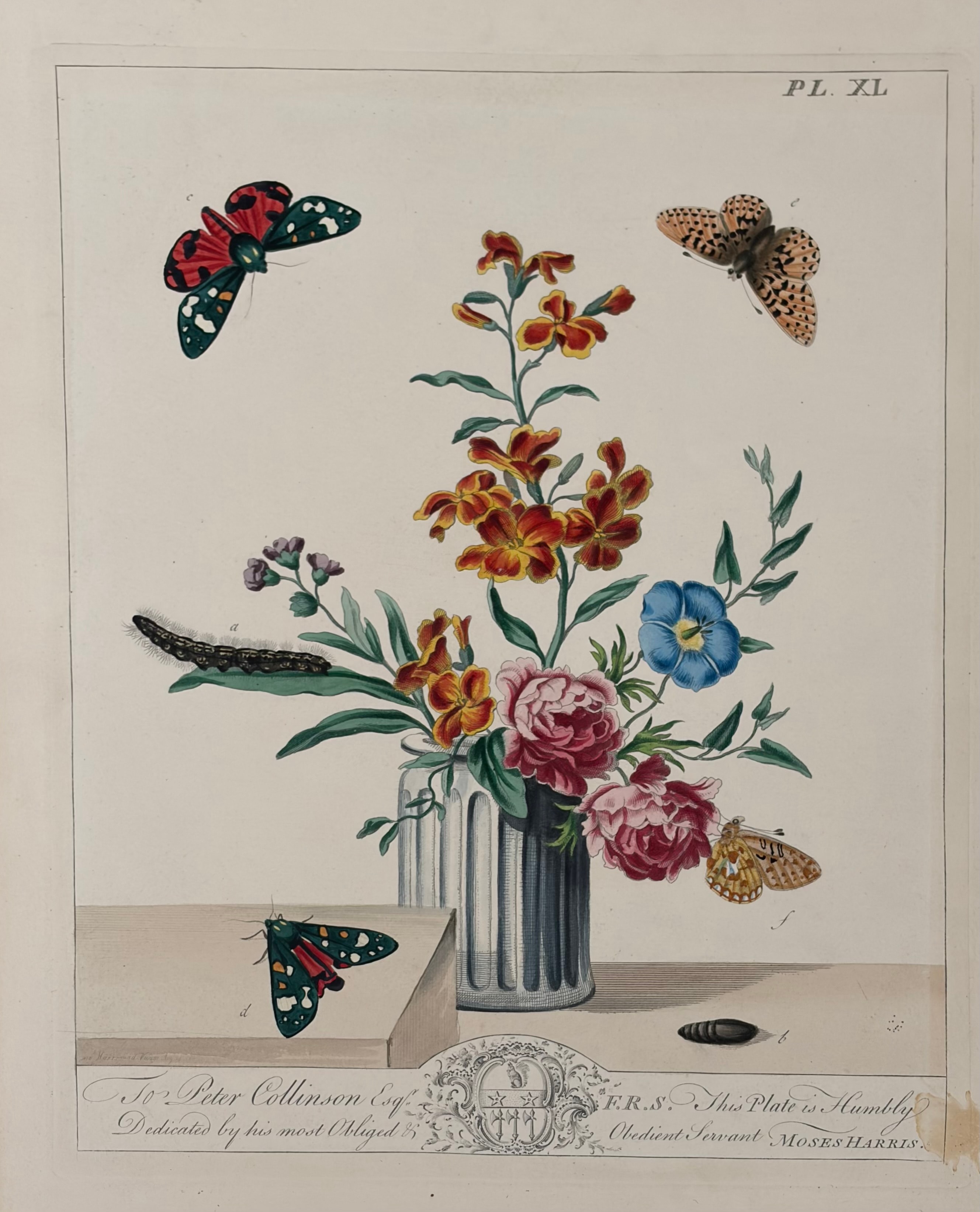 Plate XL — Marigolds & Peonies with Butterflies & Moths, Dedicated to Peter Collinson
