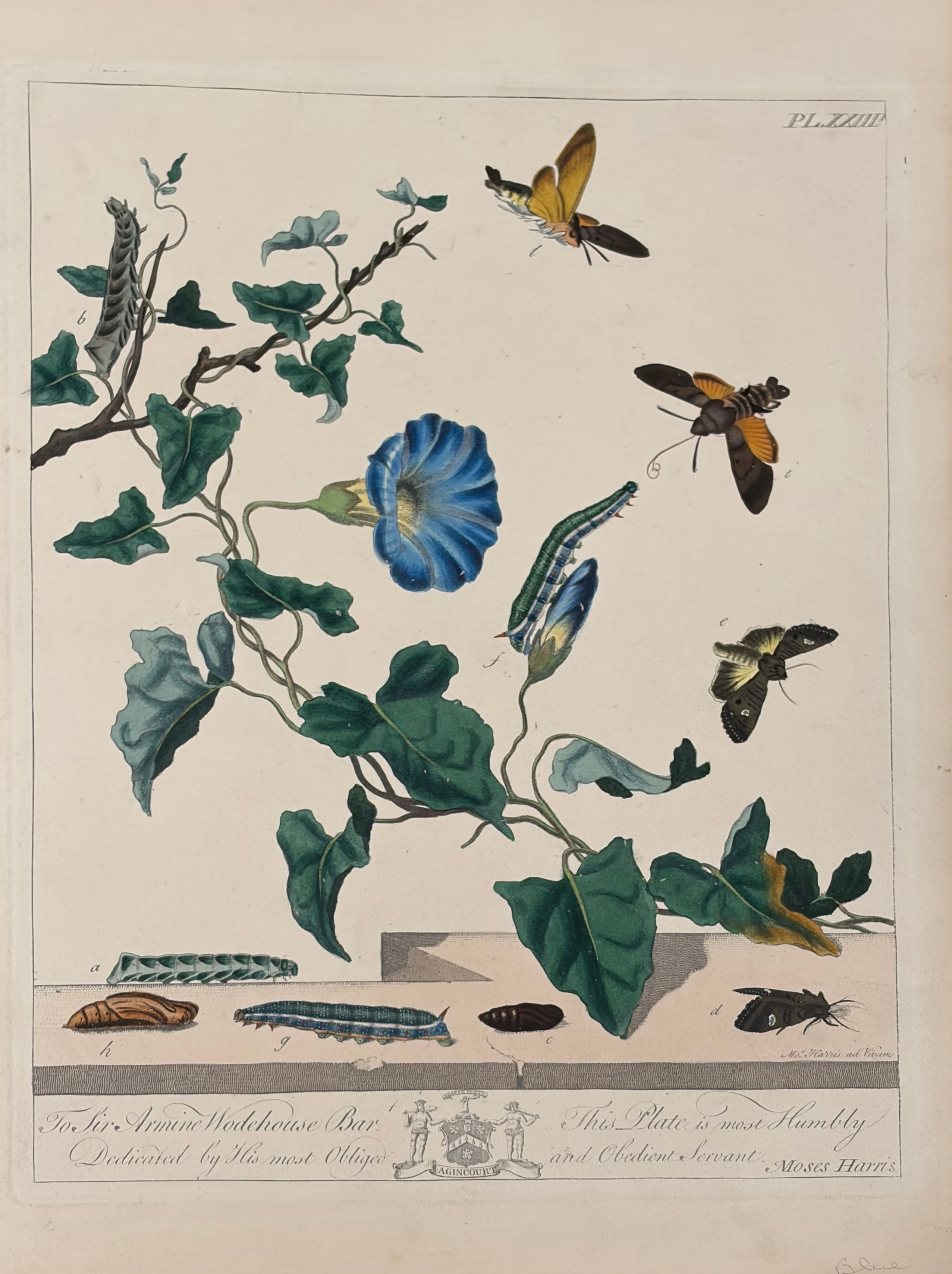 Plate XXIII — Morning Glory with Hawk-Moths, Dedicated to Sir Armine Wodehouse