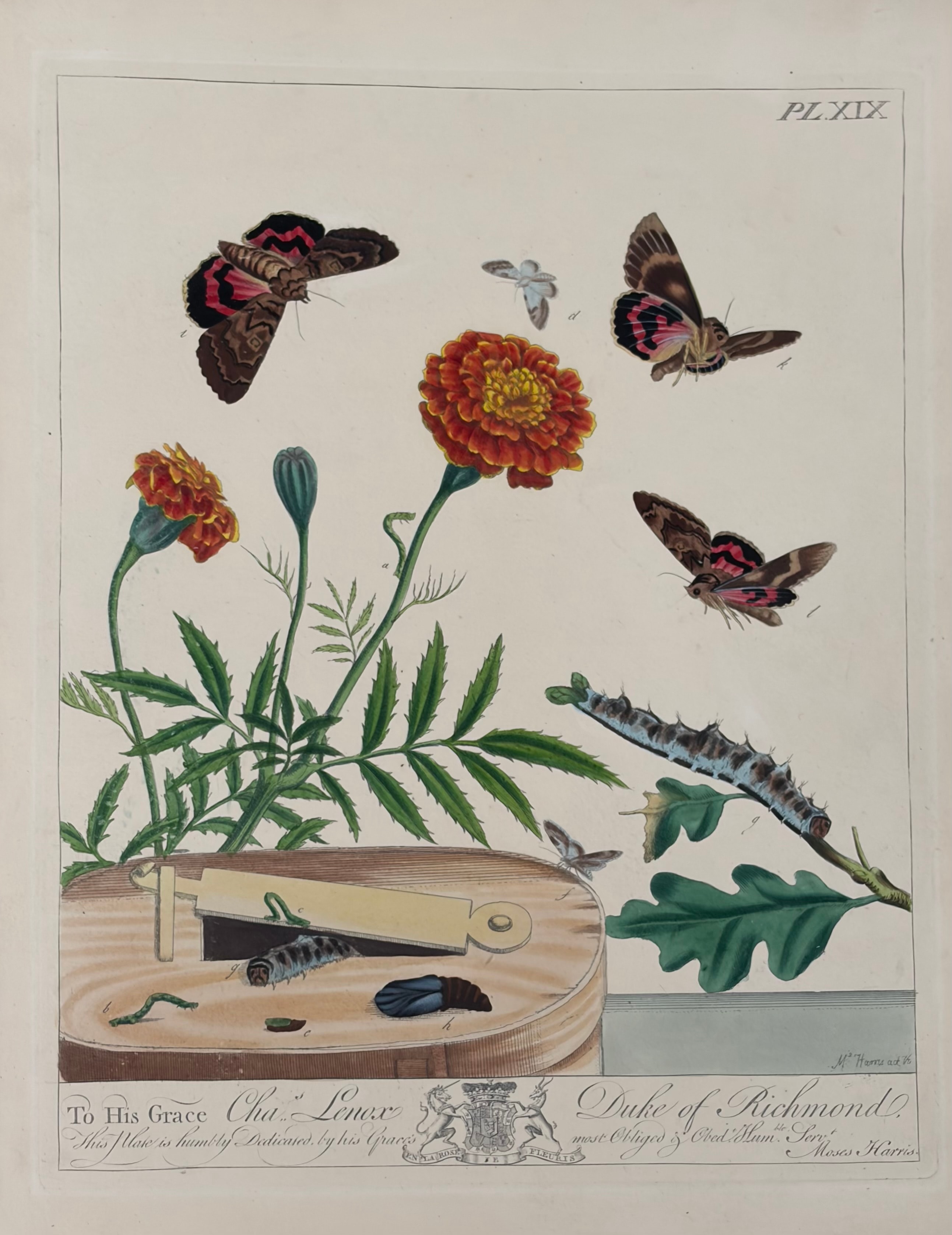 Plate XIX — Marigolds with Moths, Dedicated to the Duke of Richmond