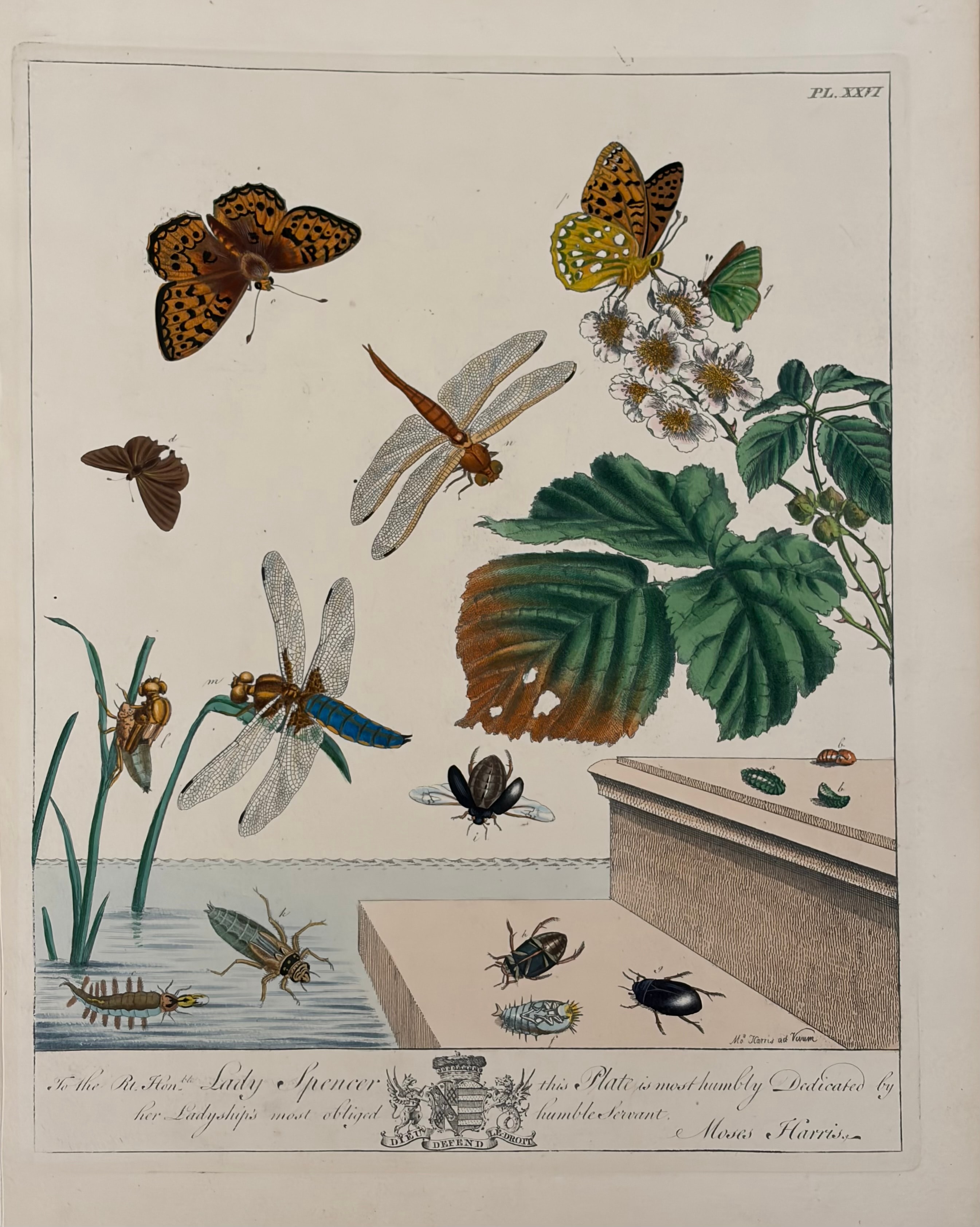Plate I — Hop Plant with Comma Butterflies & Burnet Moths