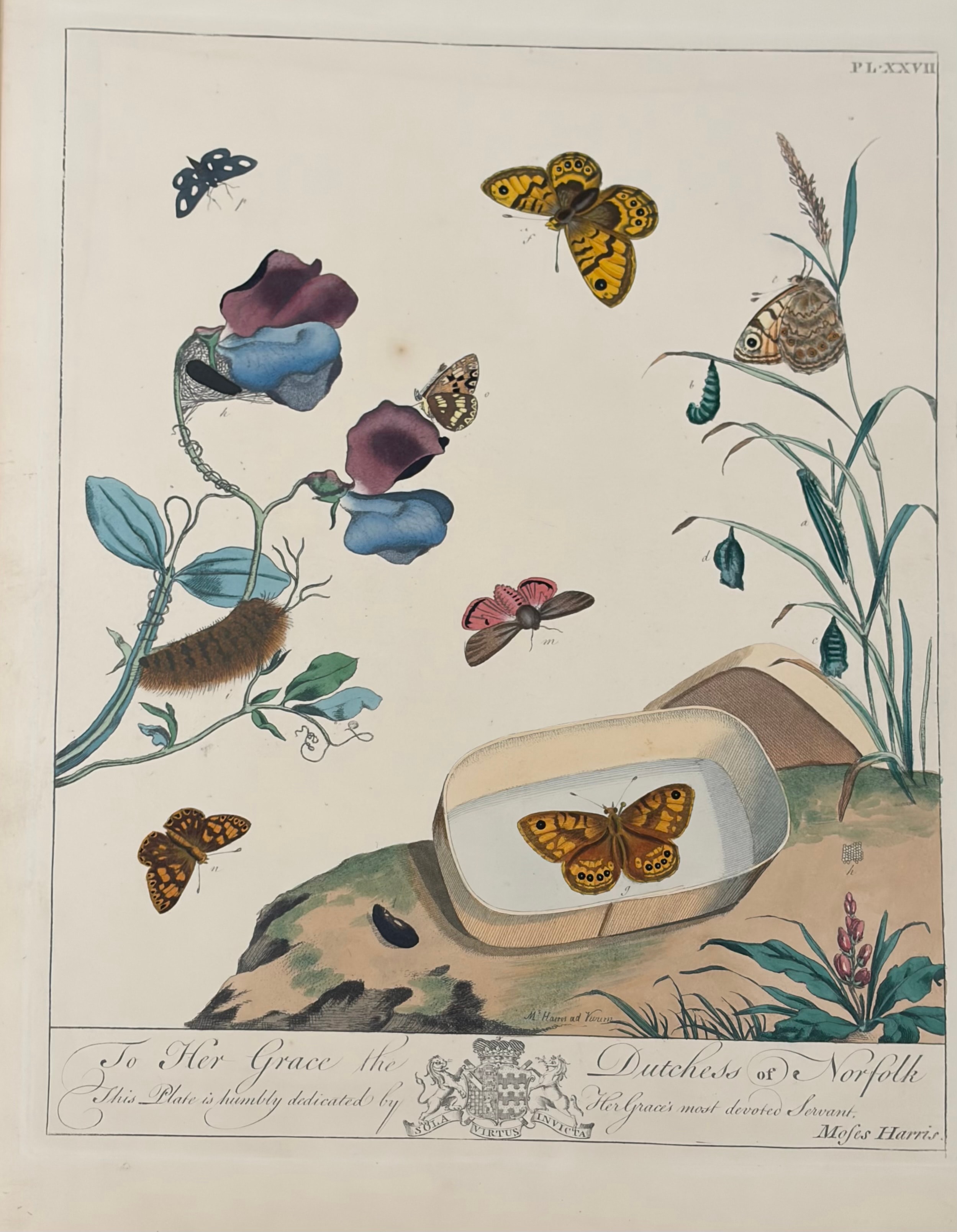 Plate XXVII — Sweet Peas with Butterflies, Dedicated to the Duchess of Norfolk