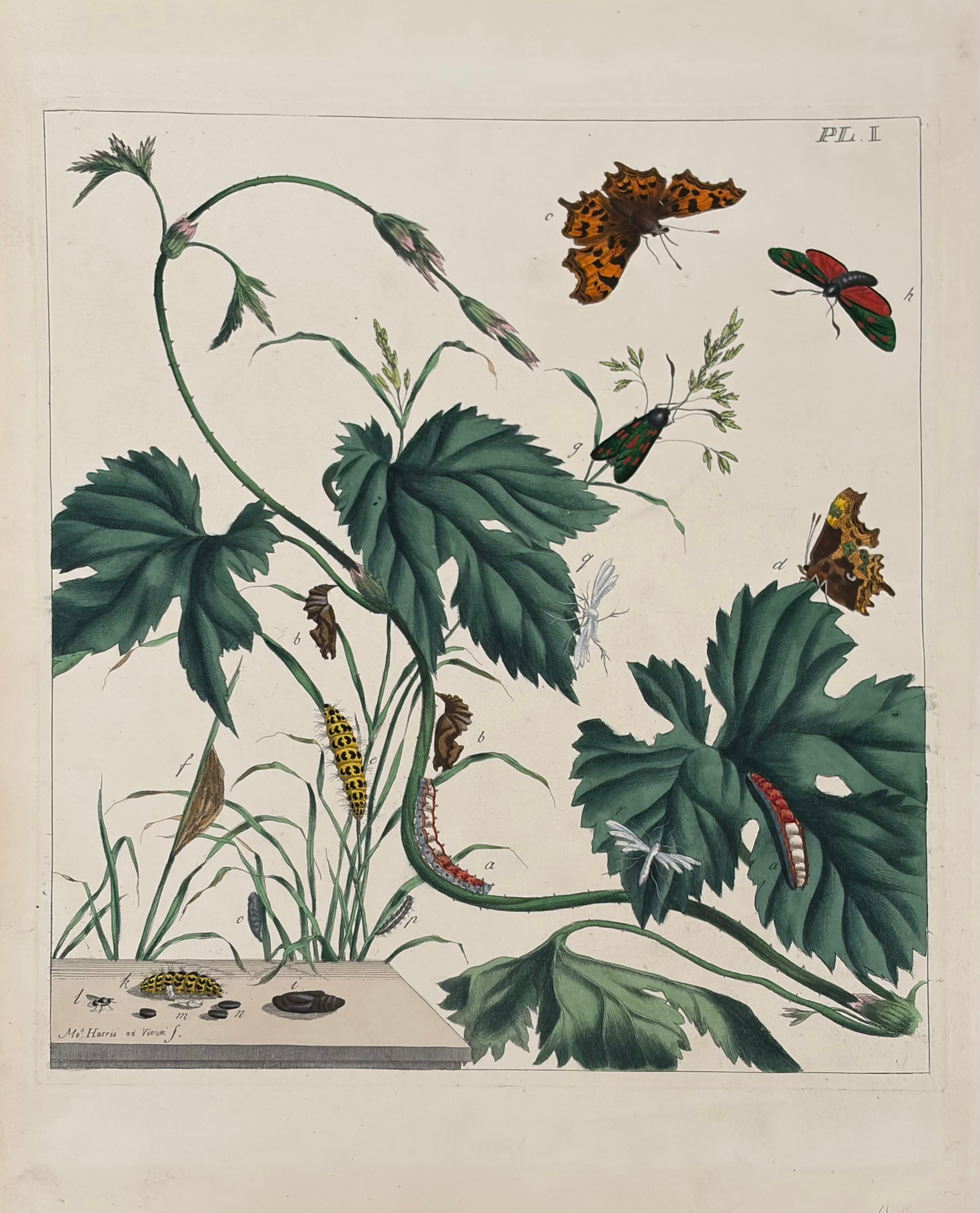 Plate XXVI — Bramble with Fritillaries & Dragonflies, Dedicated to Lady Spencer