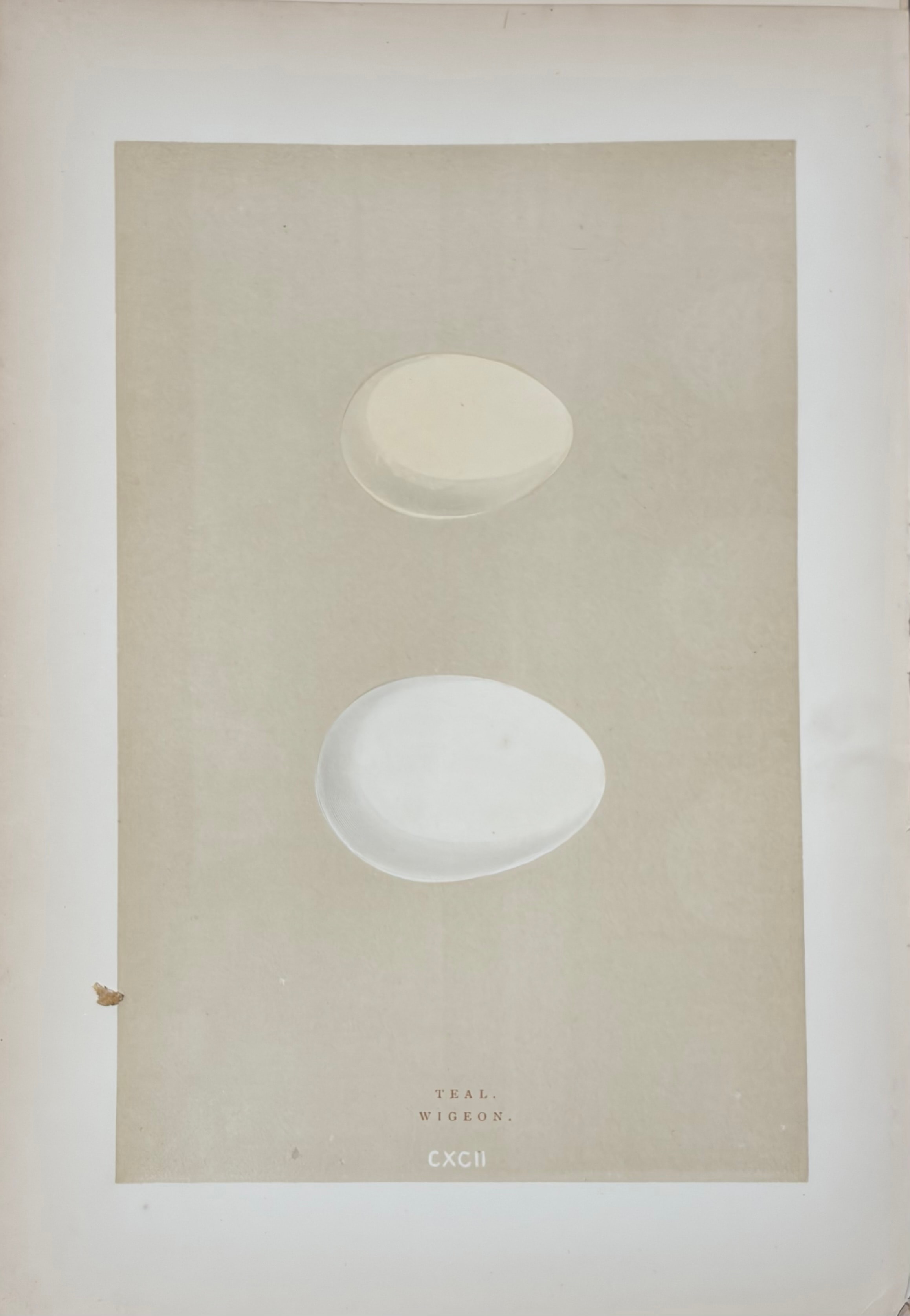 Plate CXCII — Teal; Wigeon