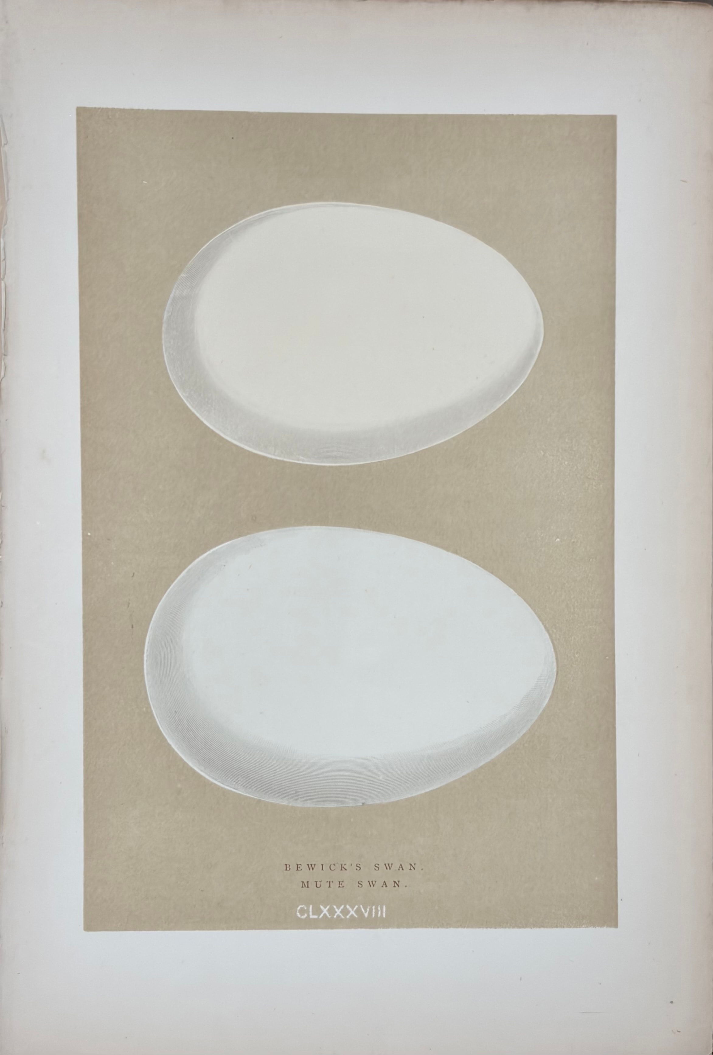 Plate CLXXXVIII — Bewick's Swan; Mute Swan