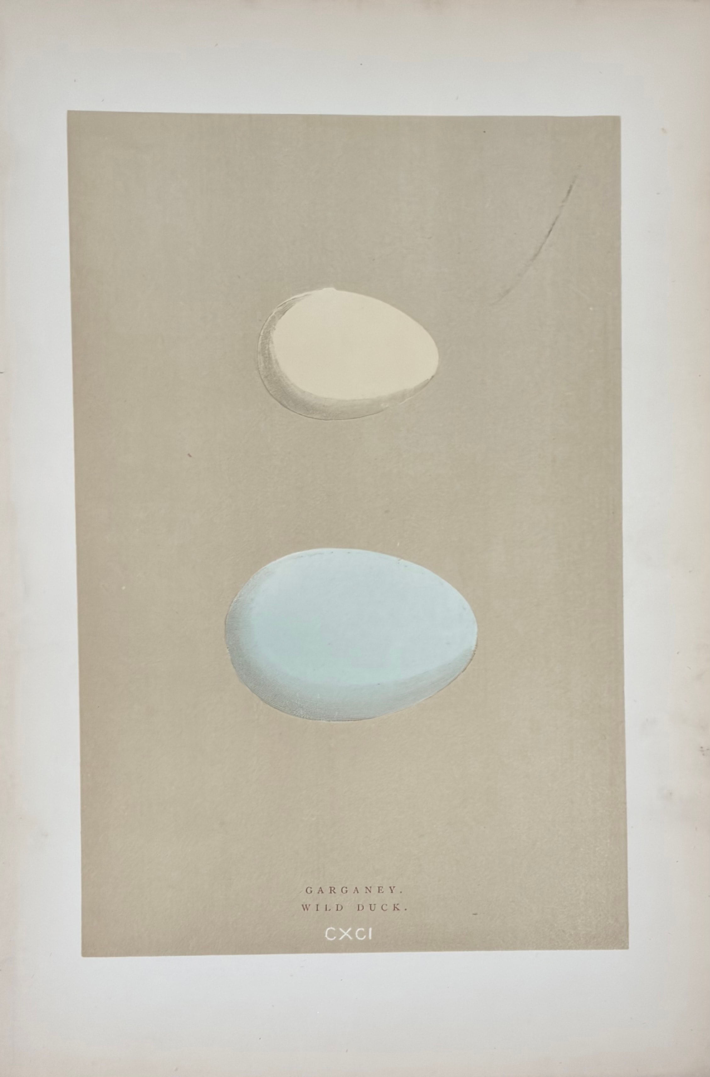 Plate CXCI — Garganey; Wild Duck