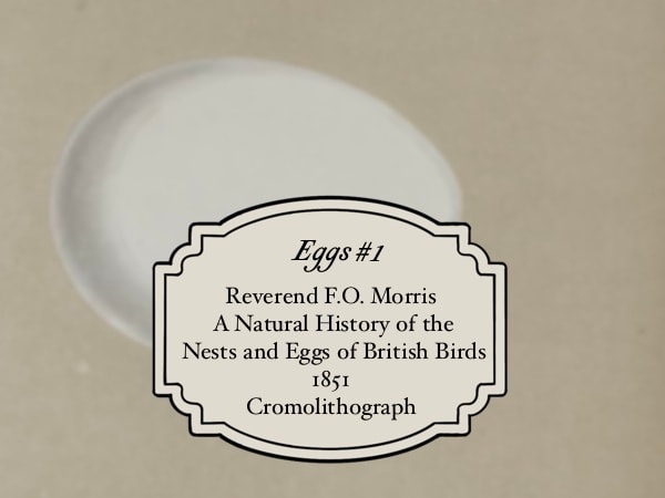 Reverend F.O. Morris