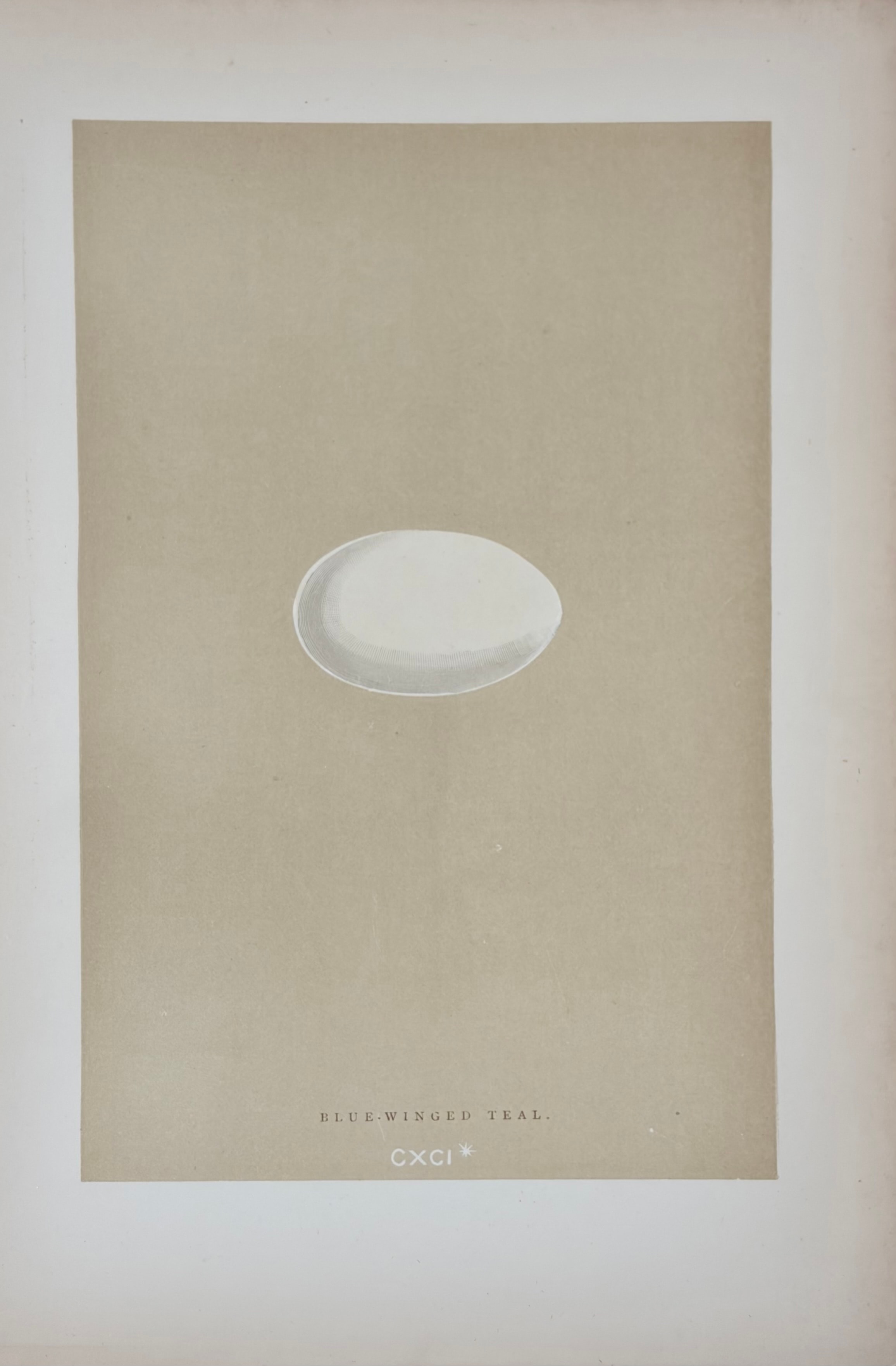 Eggs of British Birds — Plate VII