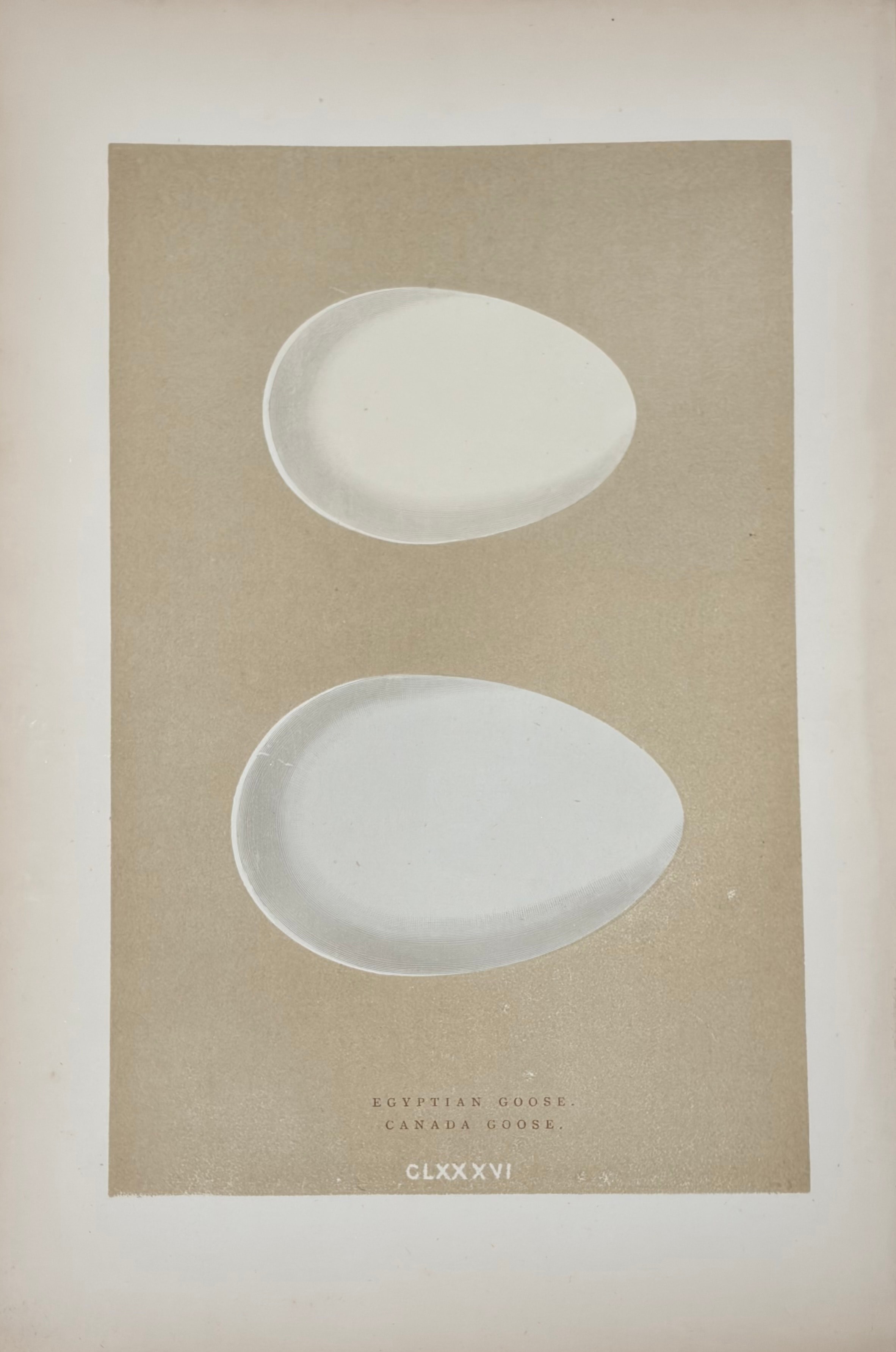 Eggs of British Birds — Plate VIII