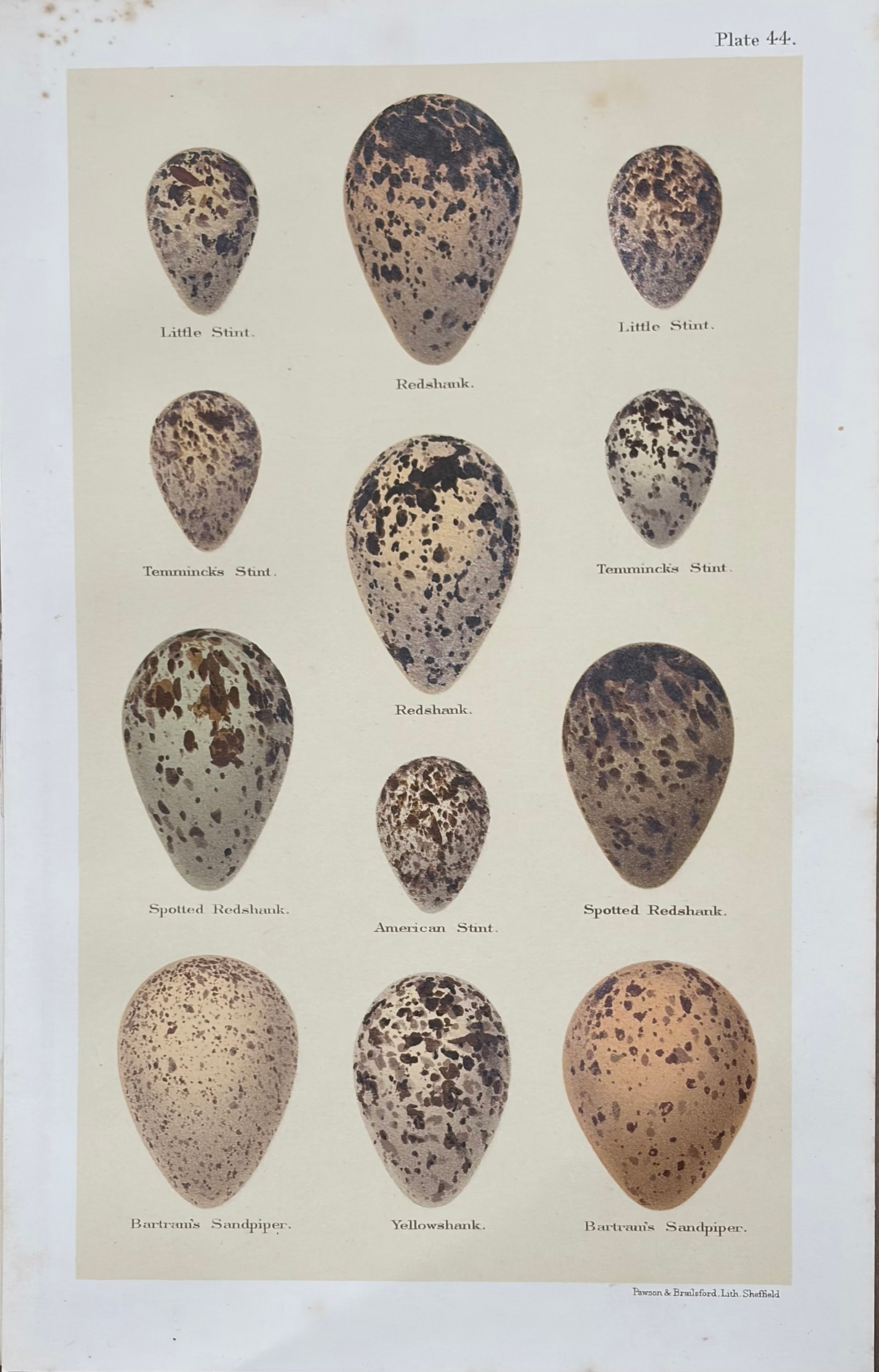 Eggs of British Birds — Plate X
