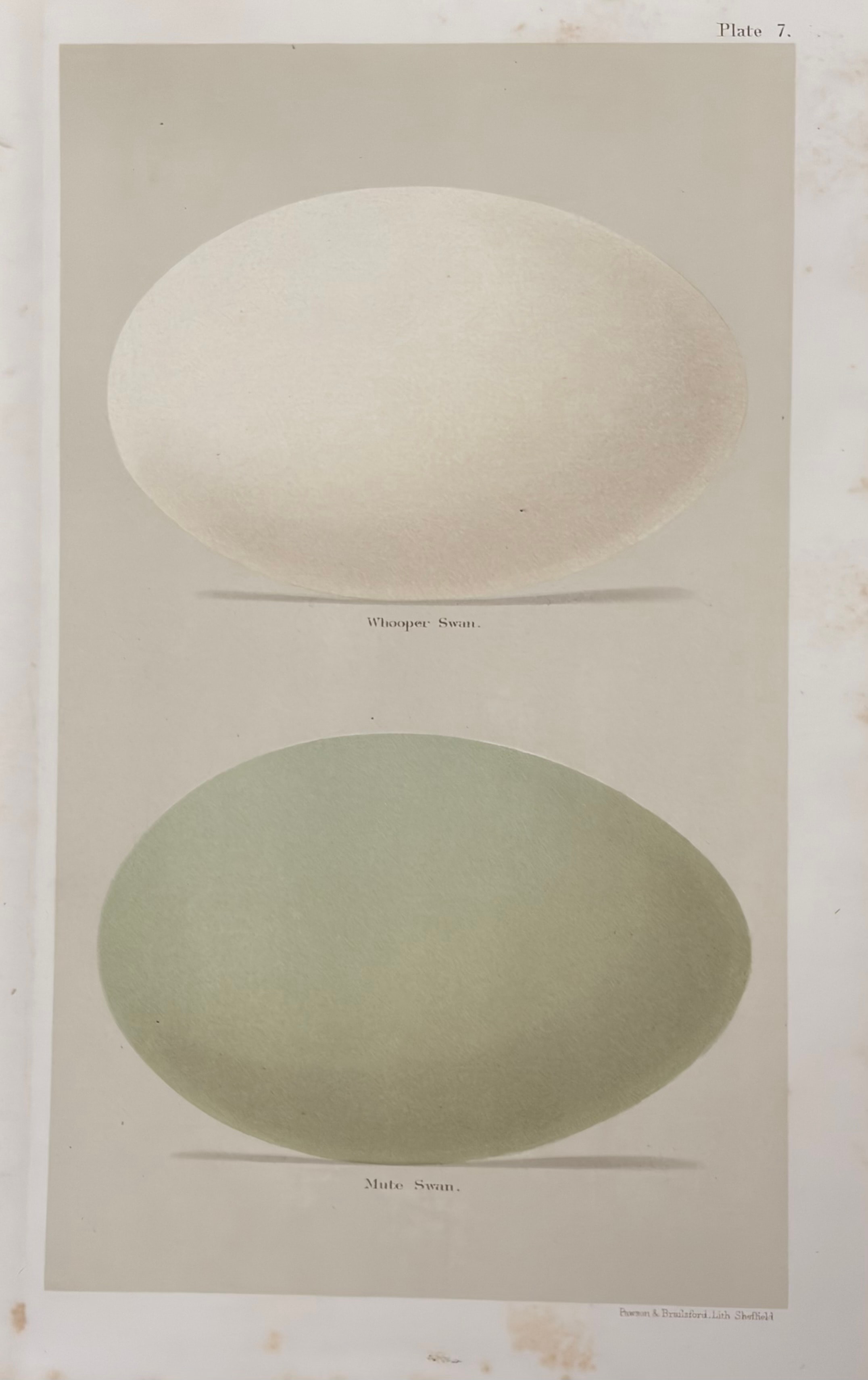 Plate 9: King Eider, Steller's Duck & Eider Duck
