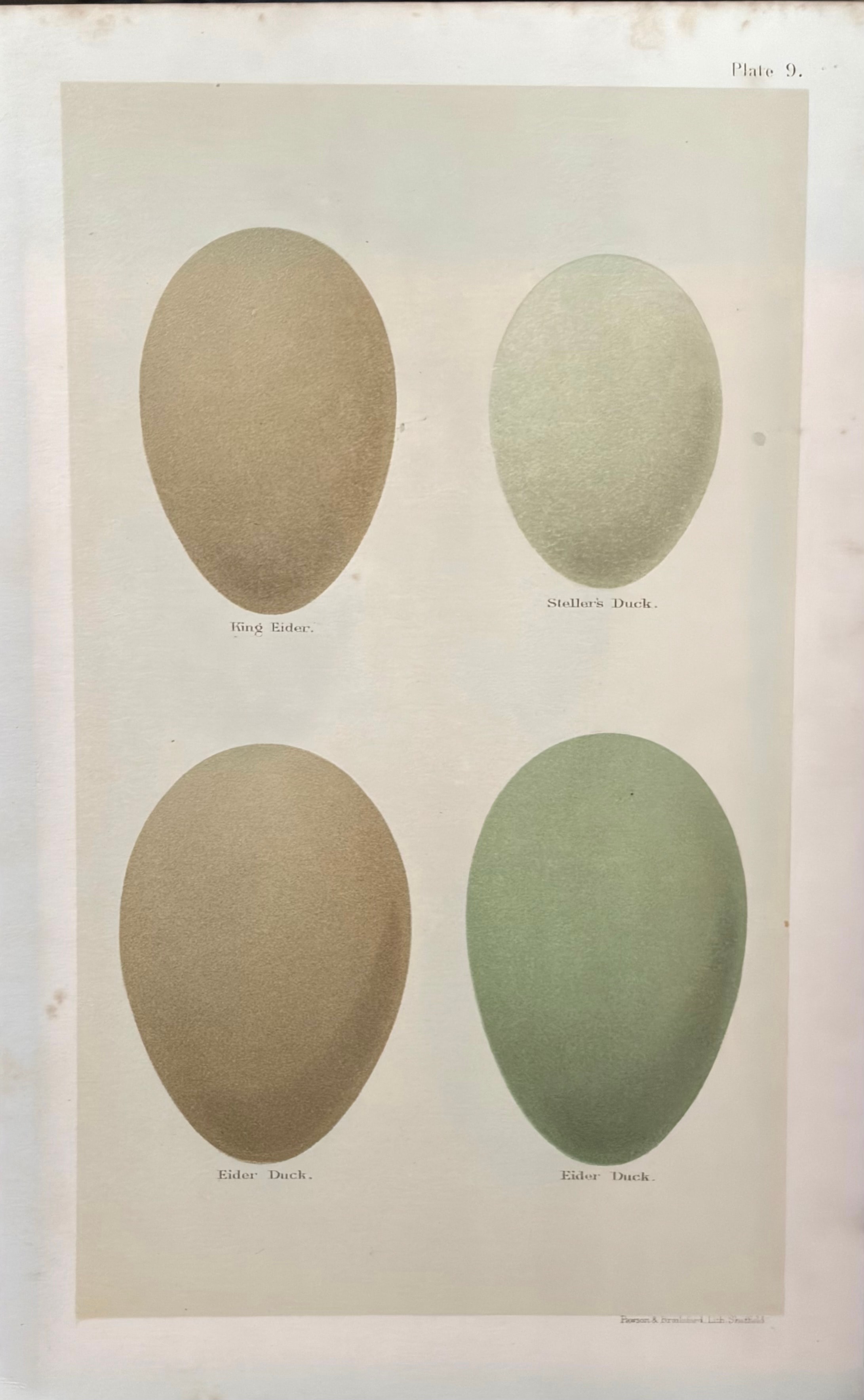 Plate 12: Egyptian Goose, Canada Goose & Lesser White-fronted Goose