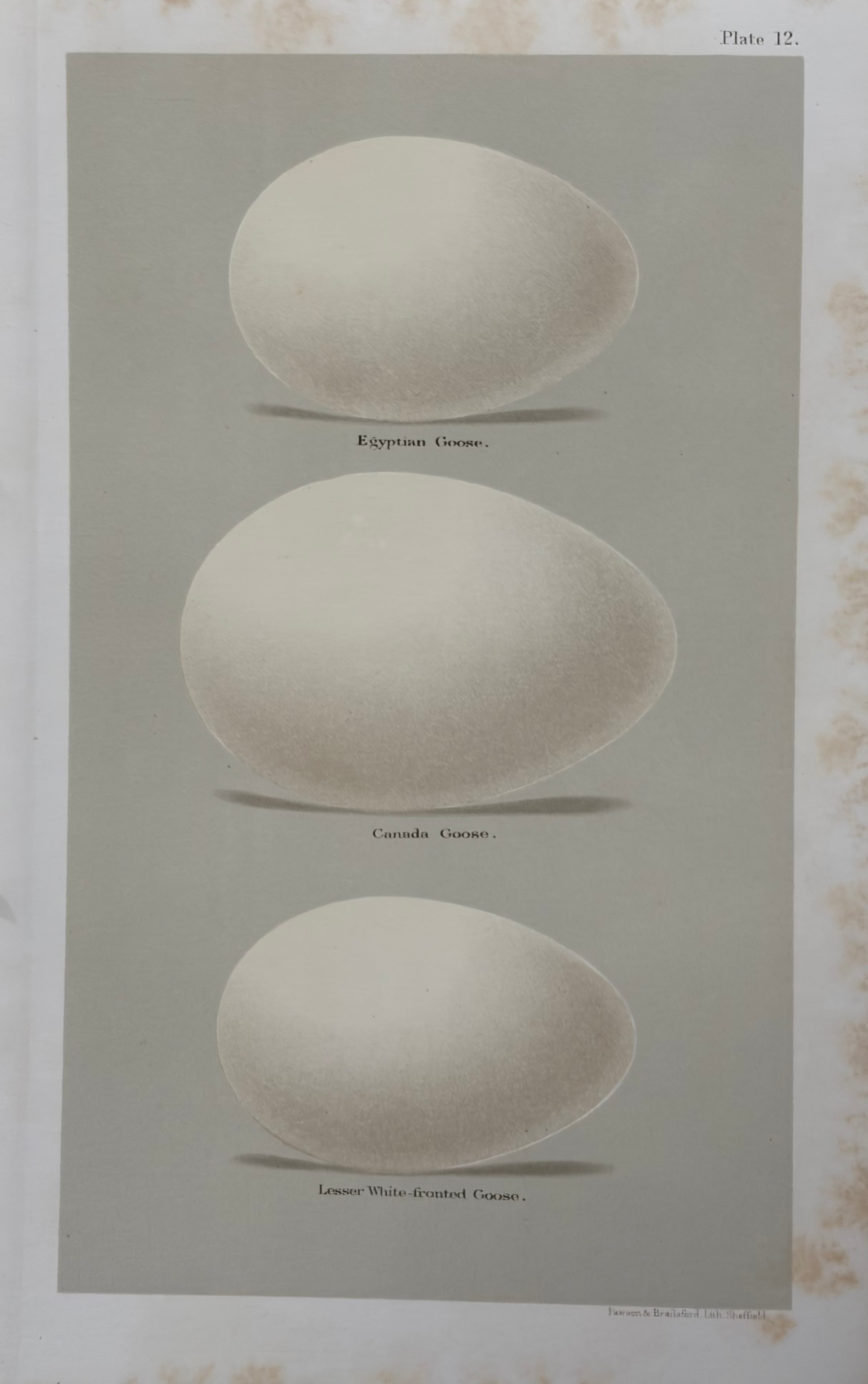 Plate 13: Golden Eye, Shoveller, Pintail, Wigeon, Tufted Duck & Mallard