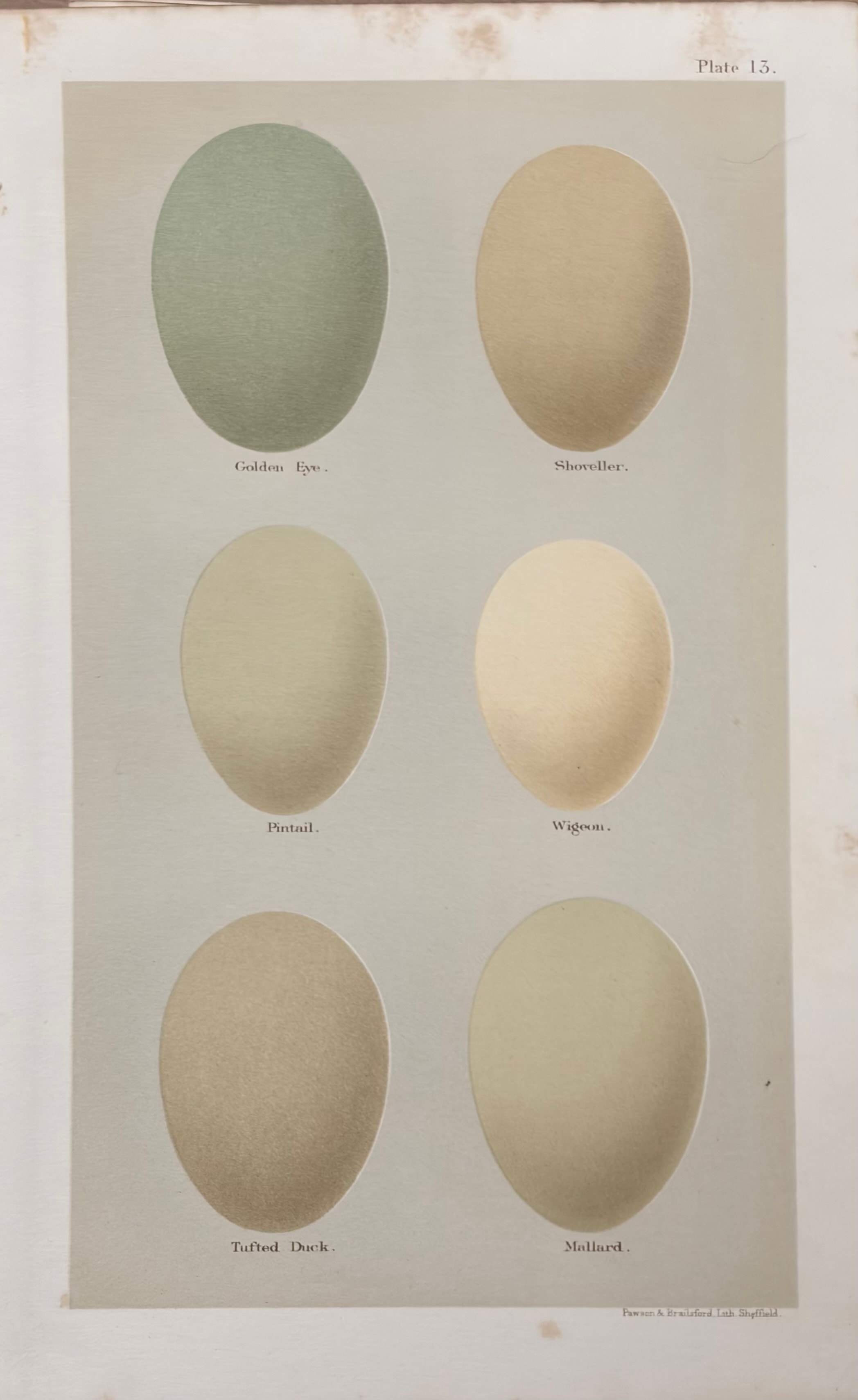 Eggs #5