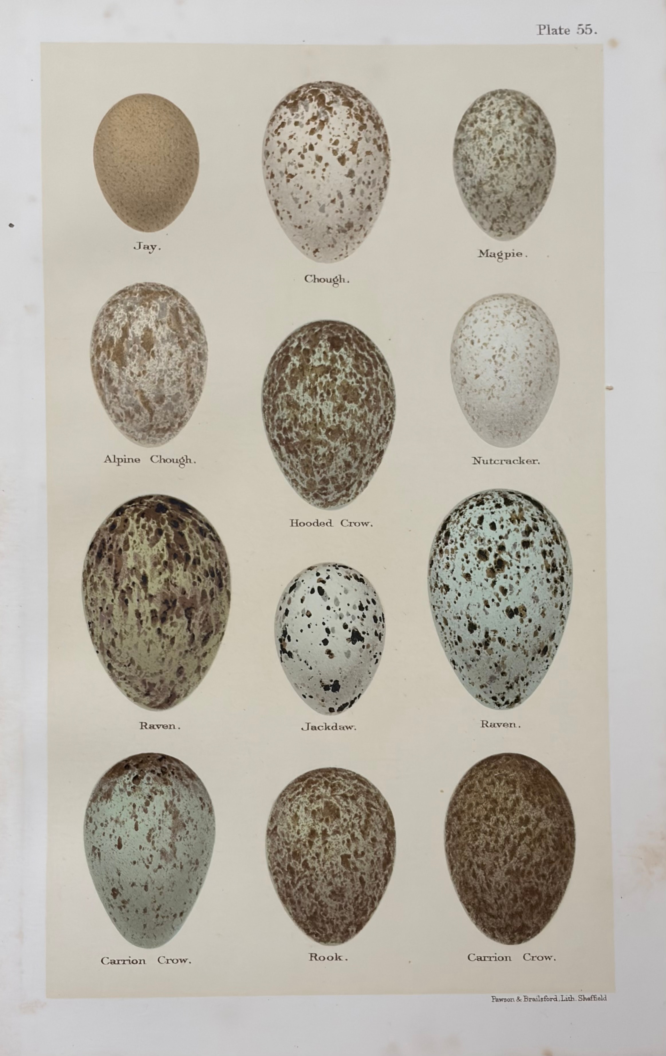 Eggs #6
